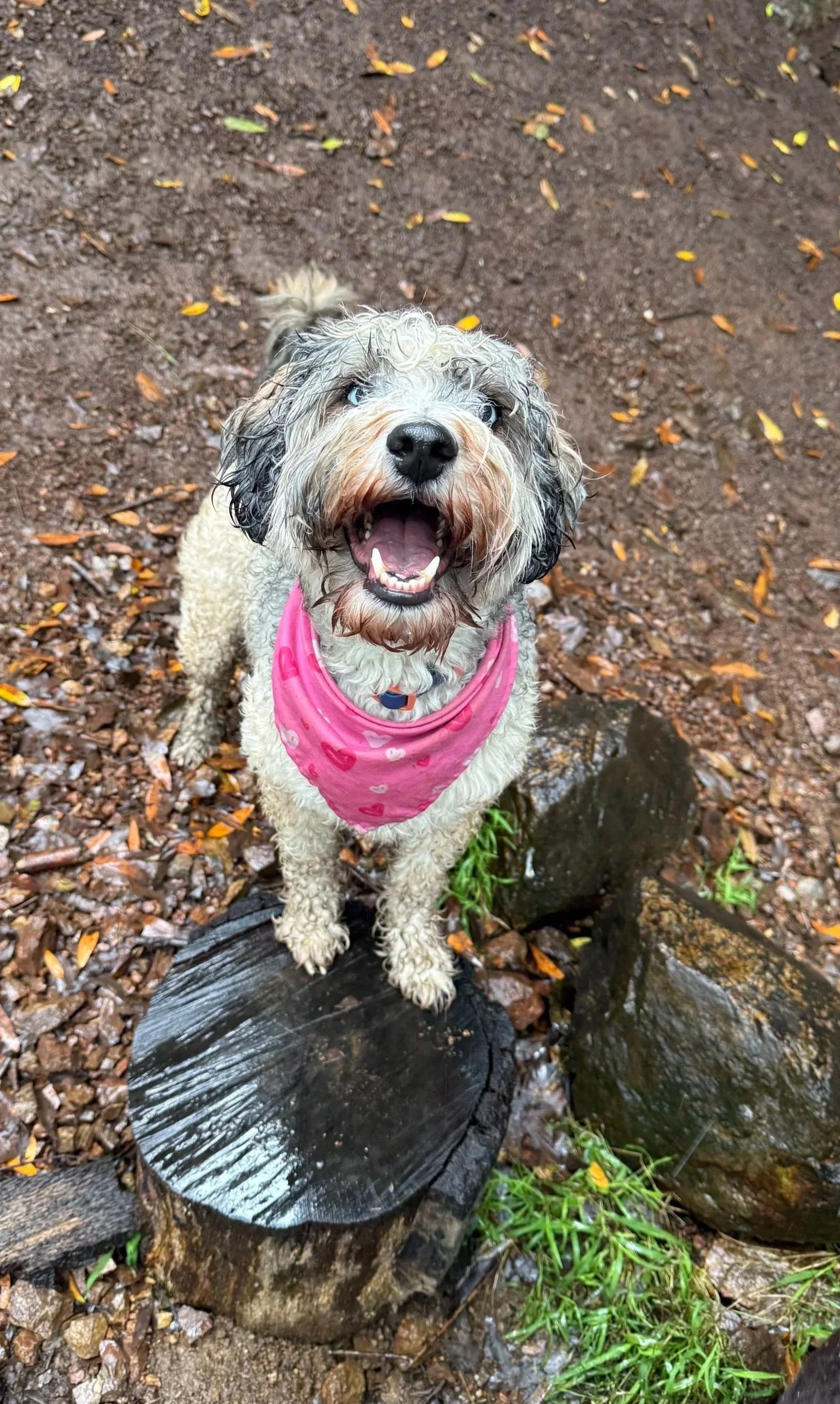 A happy, wet dog with a pink bandana around its neck standing on a log near a small stream, with a muddy forest floor and fallen leaves in the background.