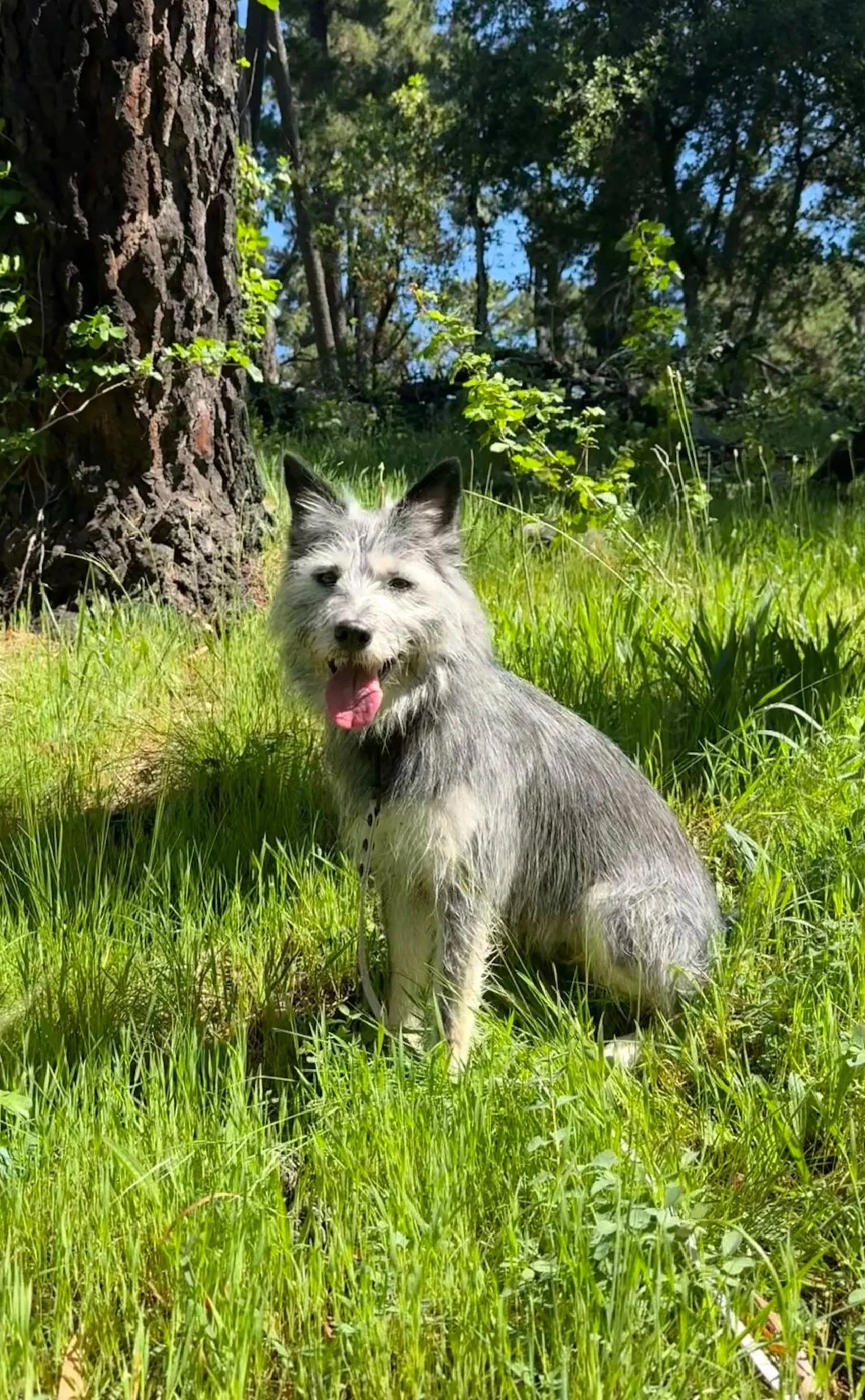 A gray and white dog with a fluffy coat, sitting in tall green grass next to a tree in a forested area with blue sky and sunlight.