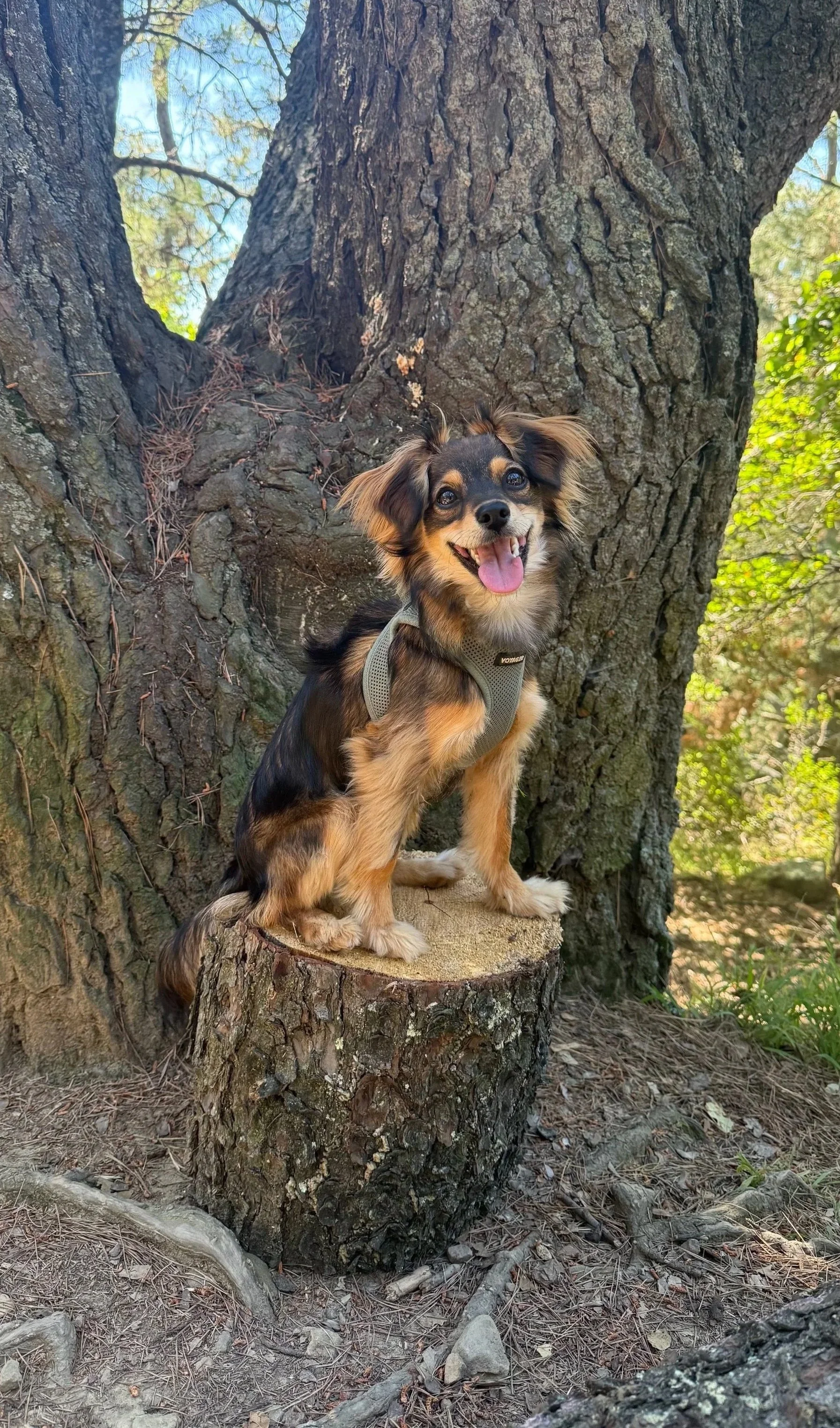 A small mixed-breed dog with black and tan fur sitting on a tree stump in front of a large tree trunk, outdoors in a forested area with green leaves and blue sky visible.