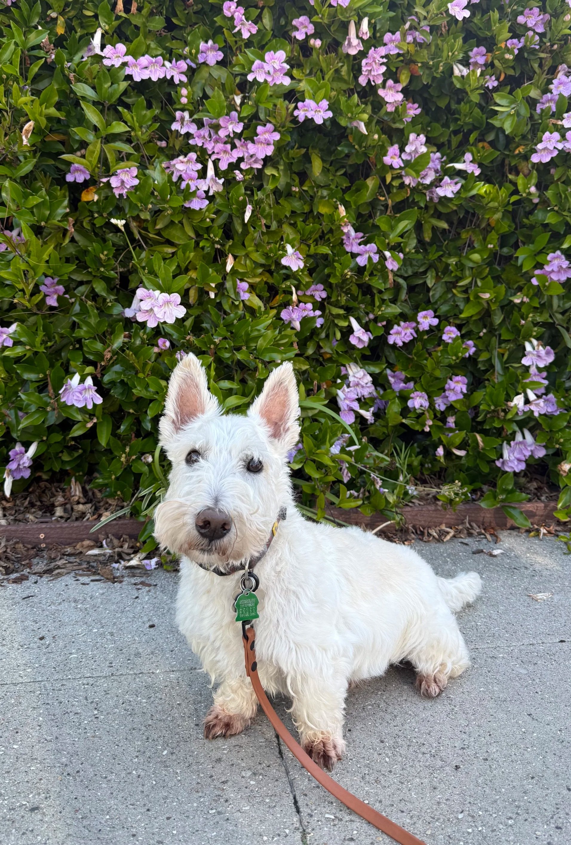 A white dog with brown paws and a green bone-shaped tag sitting on a sidewalk in front of a bush with light purple flowers.