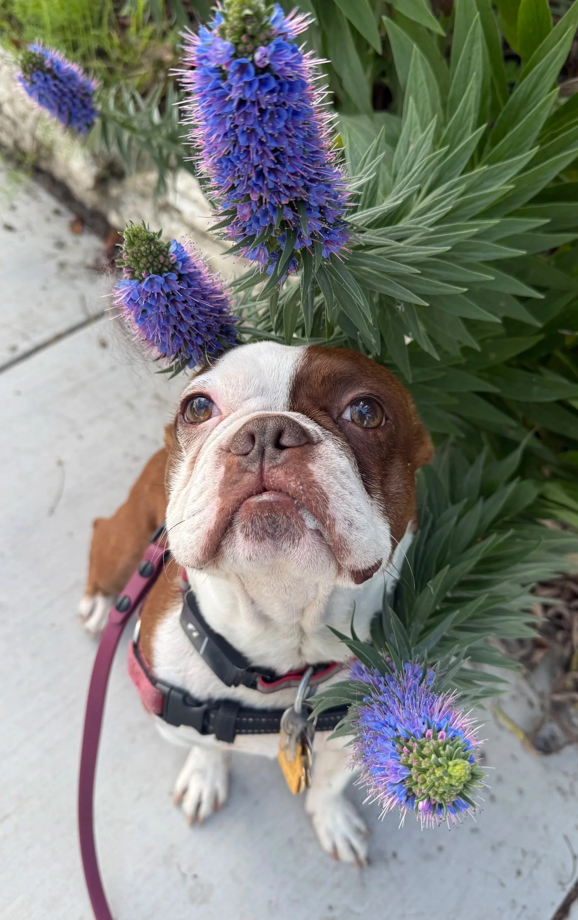 A Boston Terrier puppy with brown and white fur looking up at purple and blue flowers with green leaves on a sidewalk.
