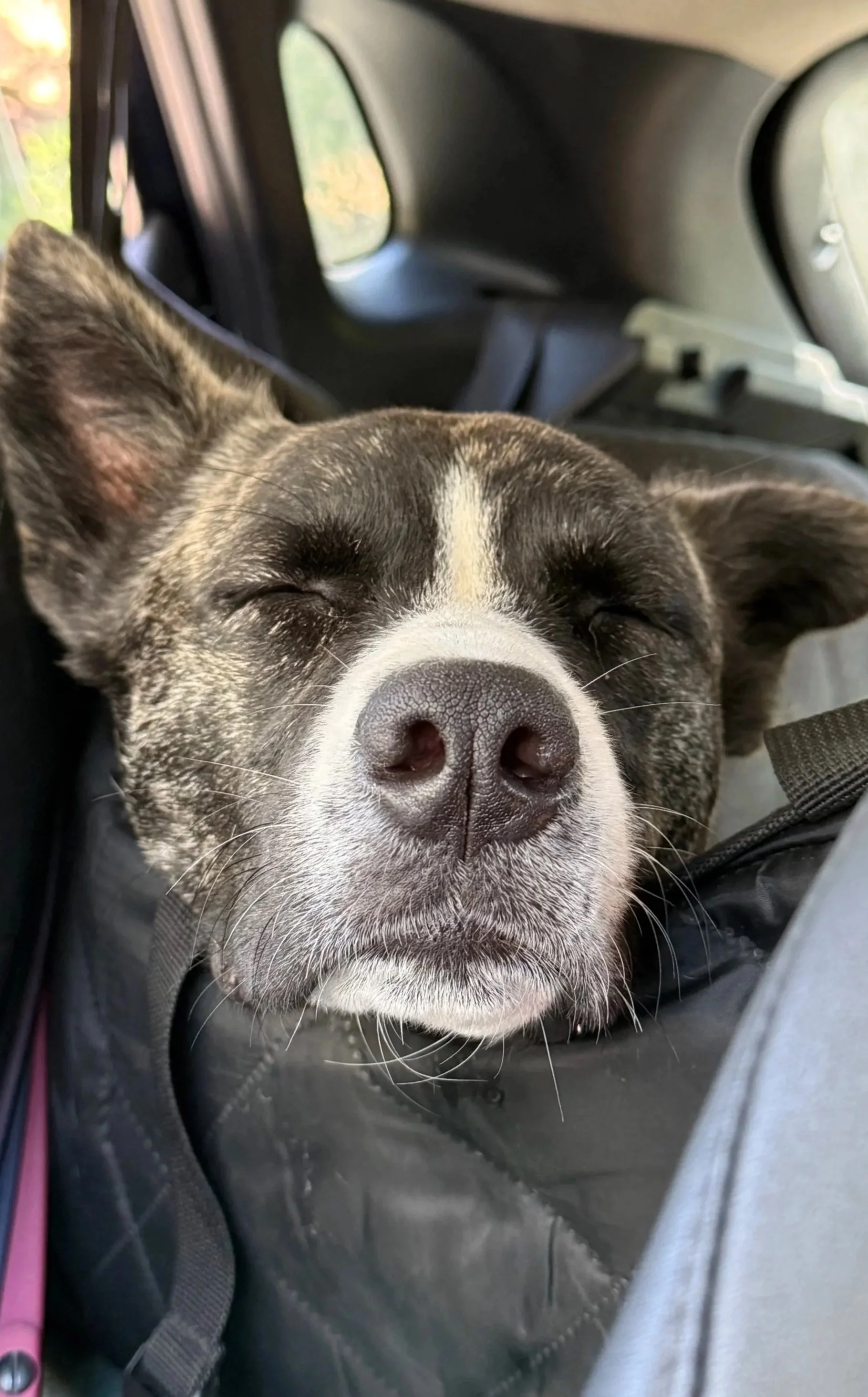 A close-up of a happy brindle and white dog with closed eyes, resting in a vehicle seat.