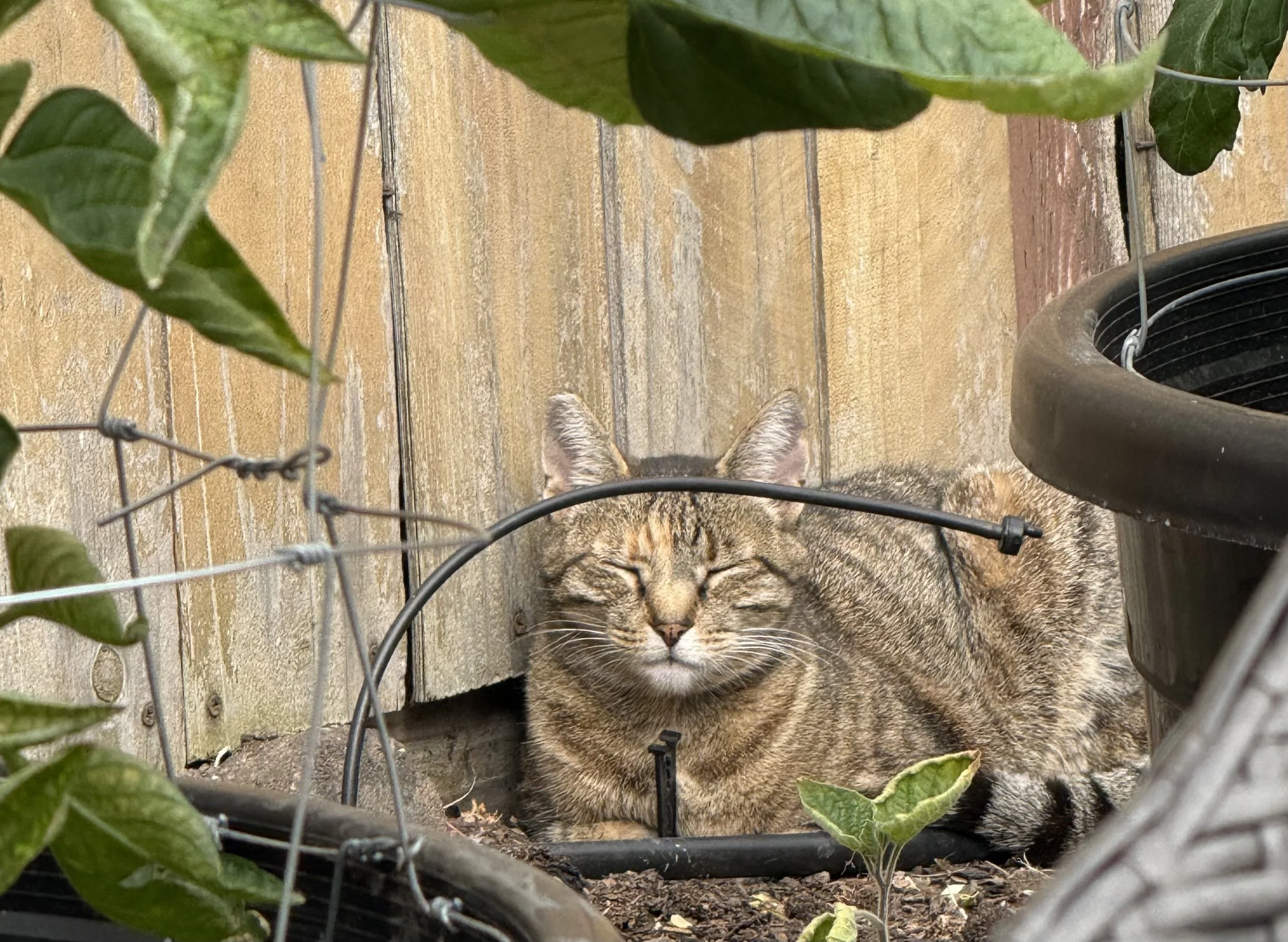 A tabby cat sitting behind a metal fence, with large green leaves in the foreground and a wooden fence in the background.