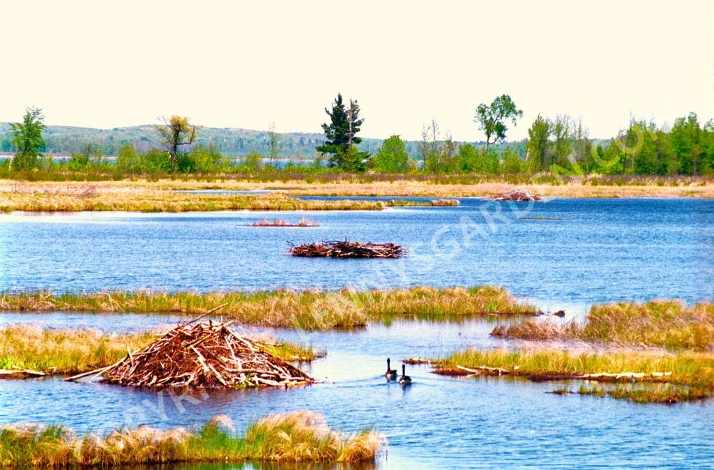 Negative_0008 Nikon 4000dpi_alt2.jpg