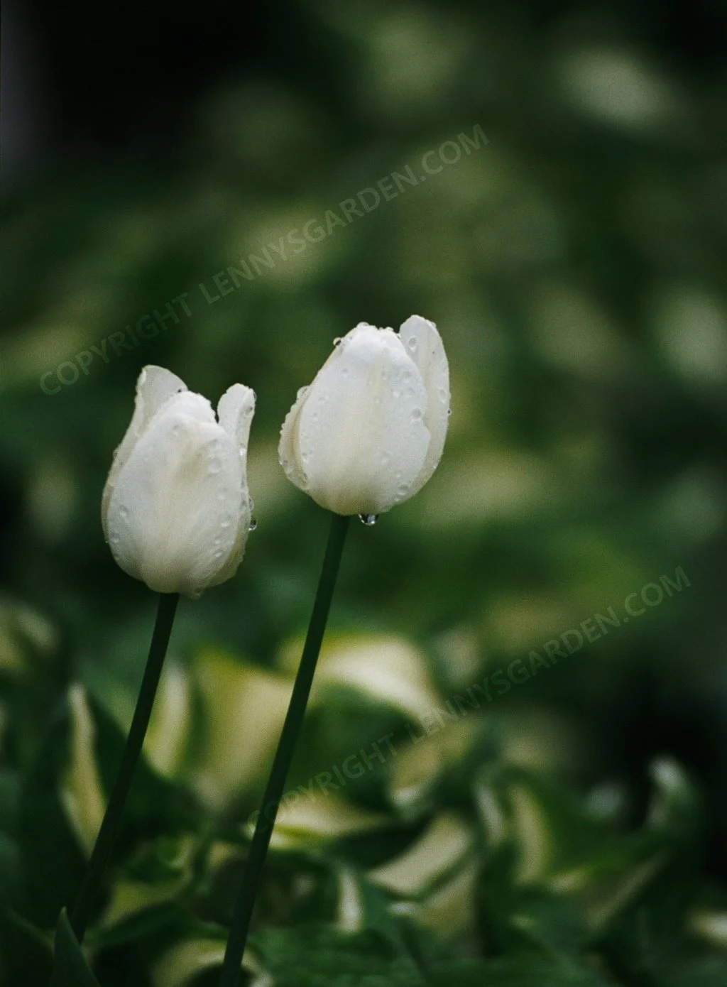 604-stilllife2_doubletulip.jpg