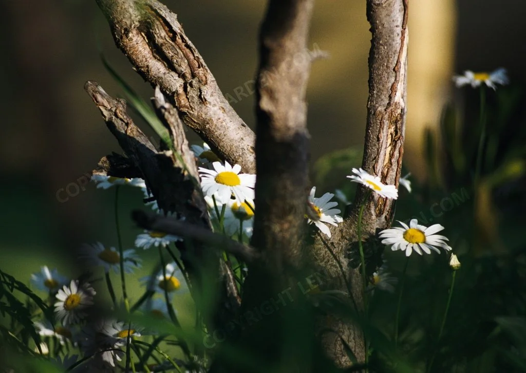 603-landscape_daisies.jpg