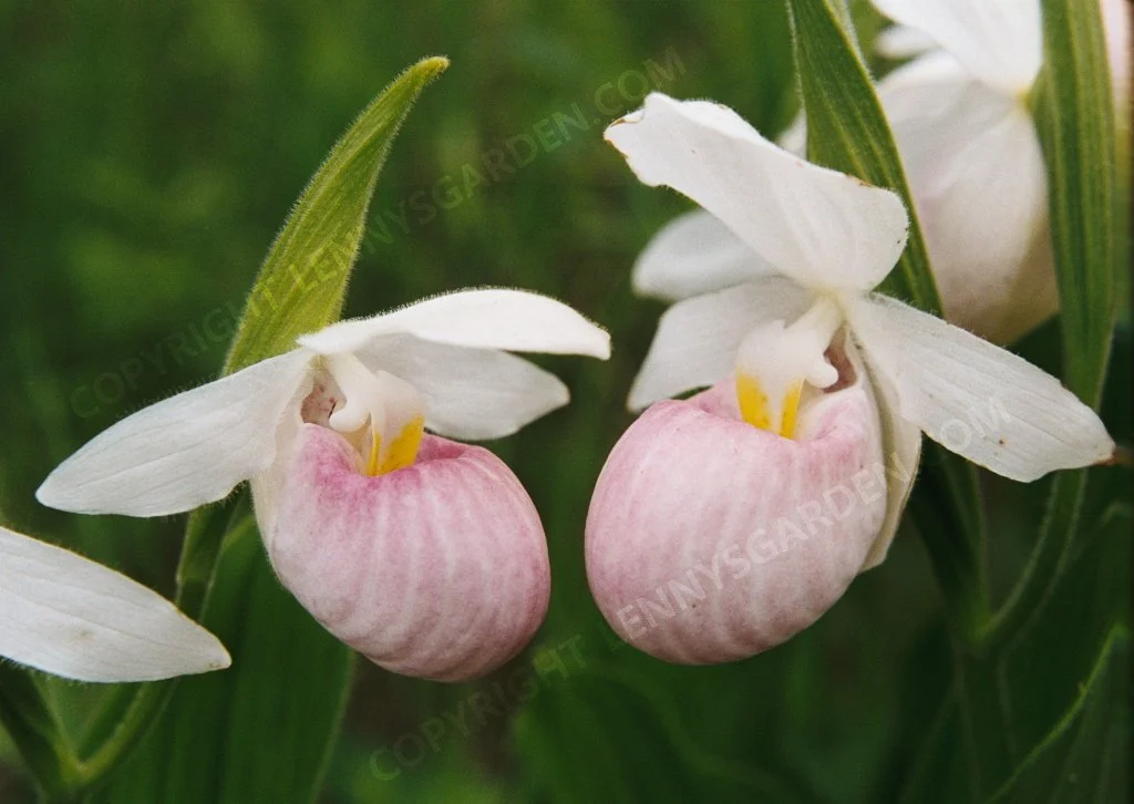 016ladyslipper.jpg