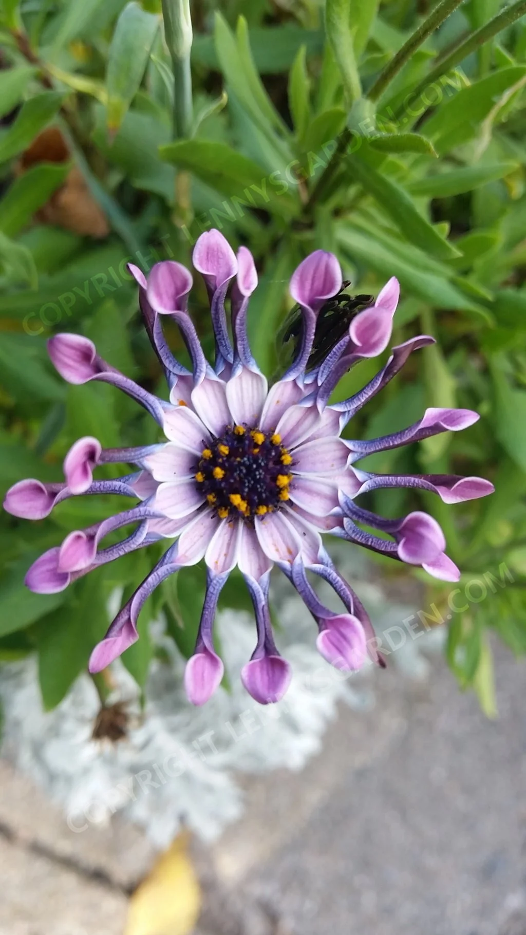 20161002_145513_osteospermum.jpg