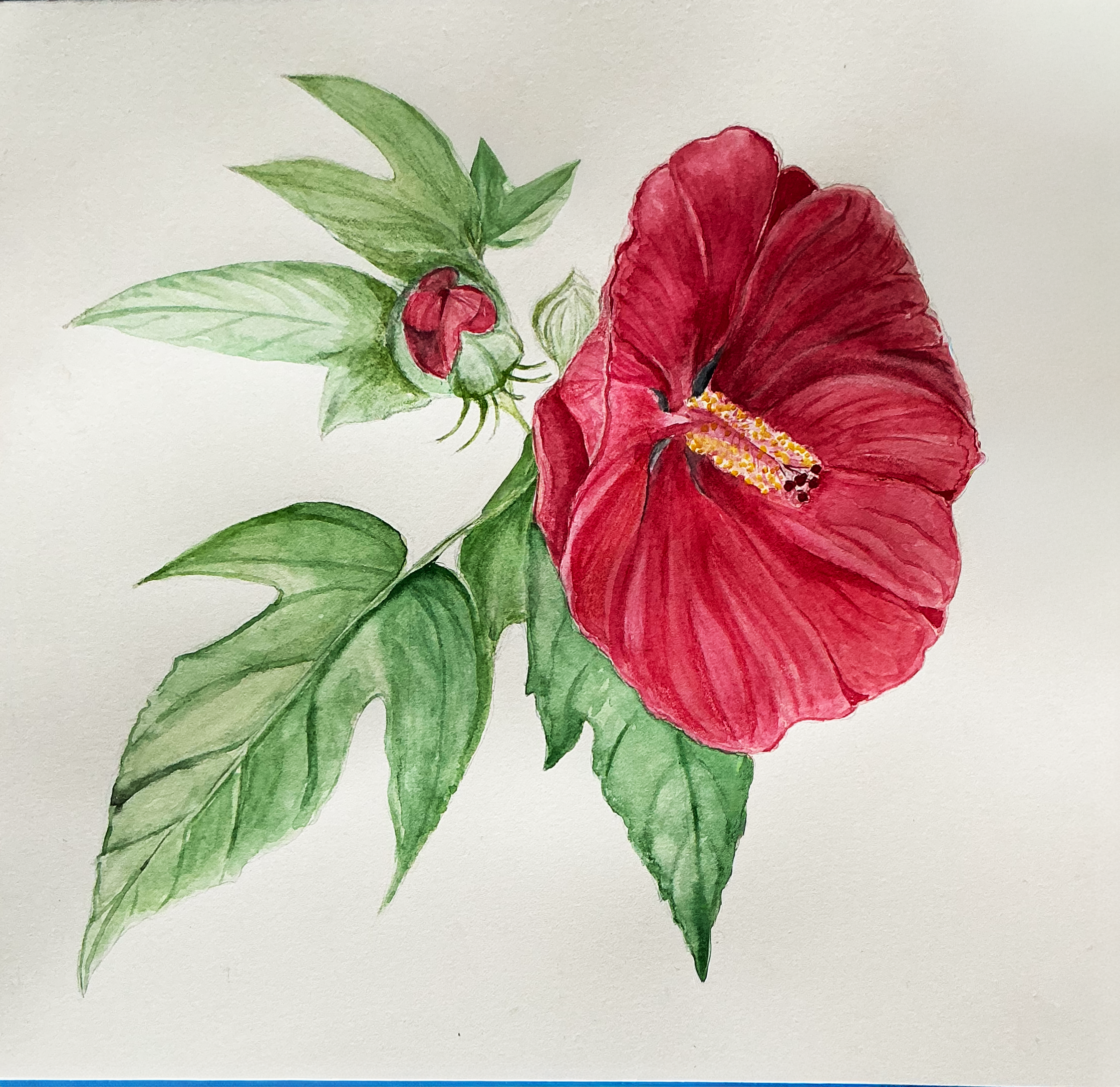 Hibiscus1.png