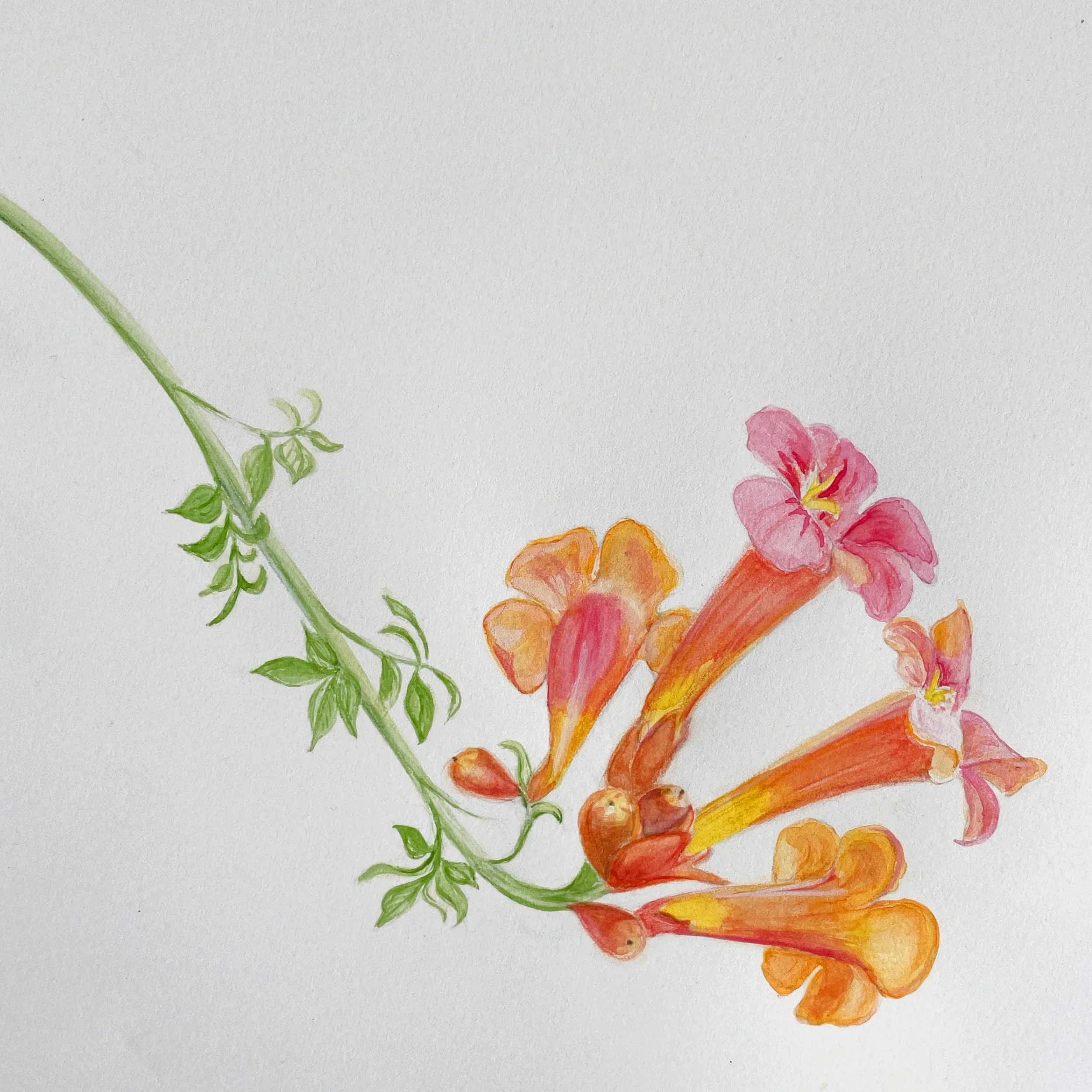 Val_Bates_Wk3_Trumpet Vine2 crp[.jpg