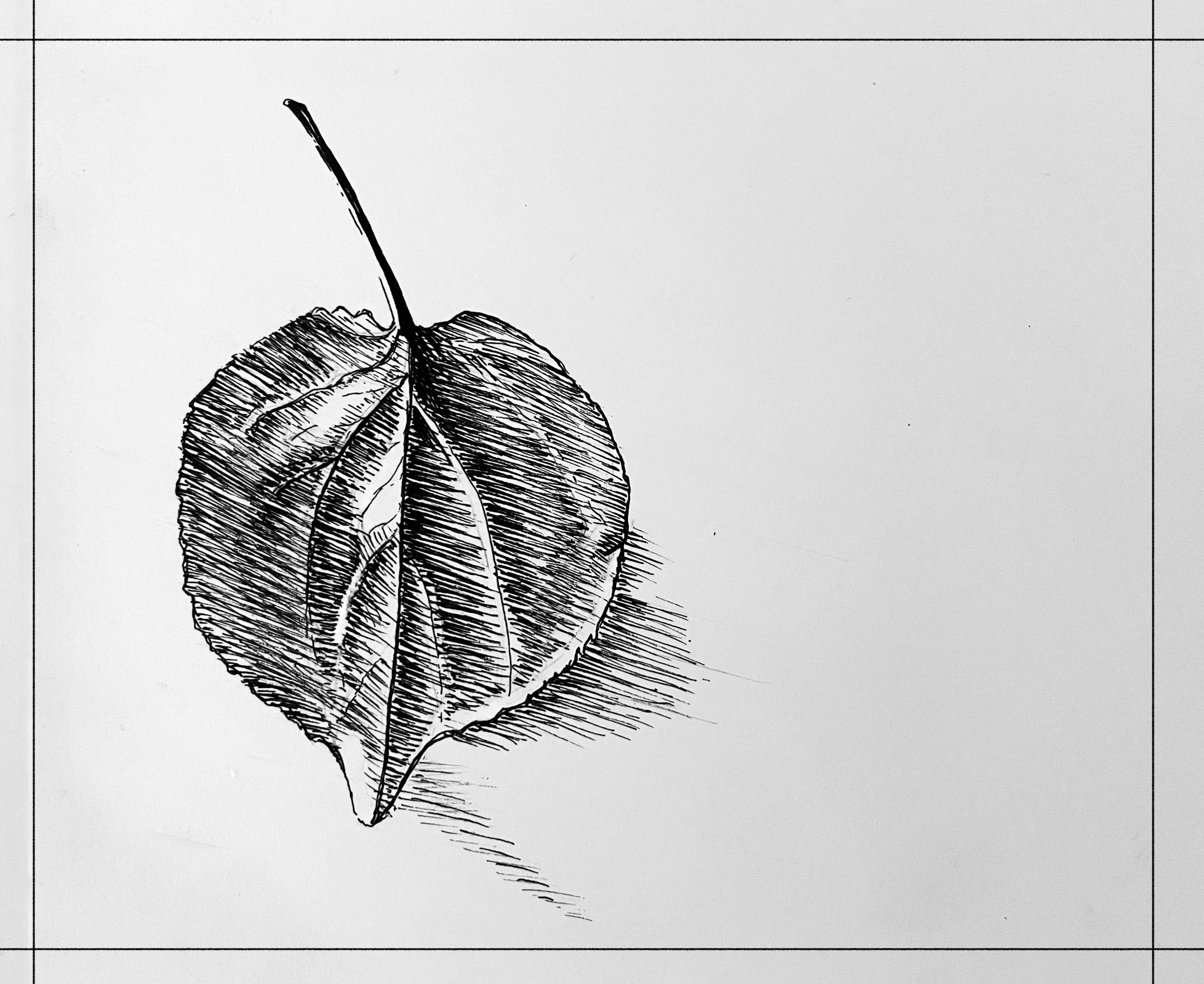Bates_LeafDrawing_2a.jpg