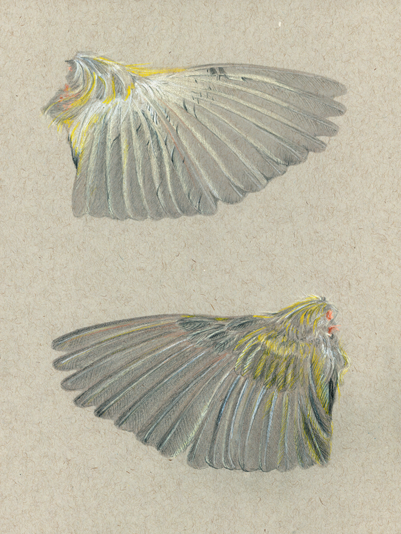 STRUCTURE AS LANGUAGE