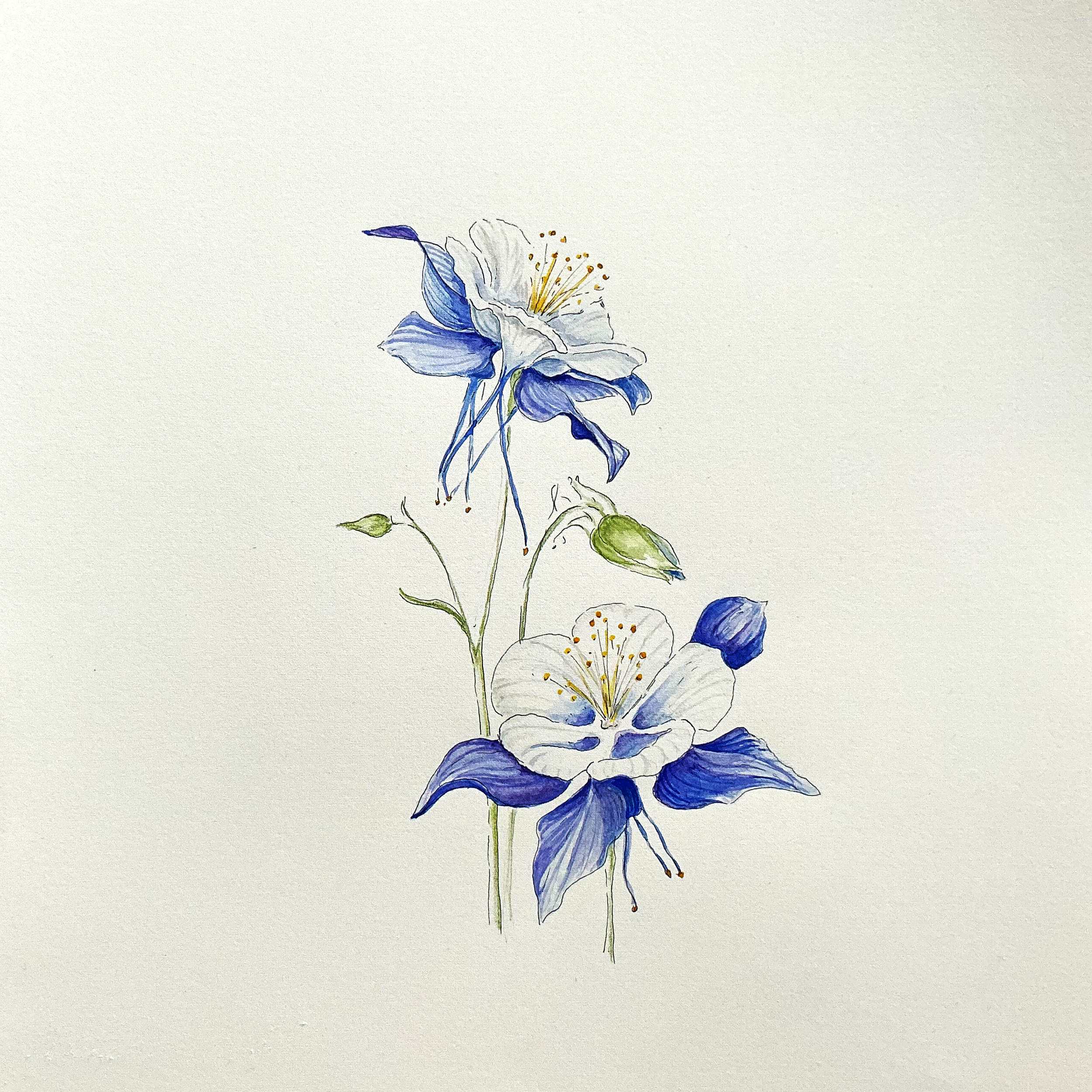Blue Columbine4.png