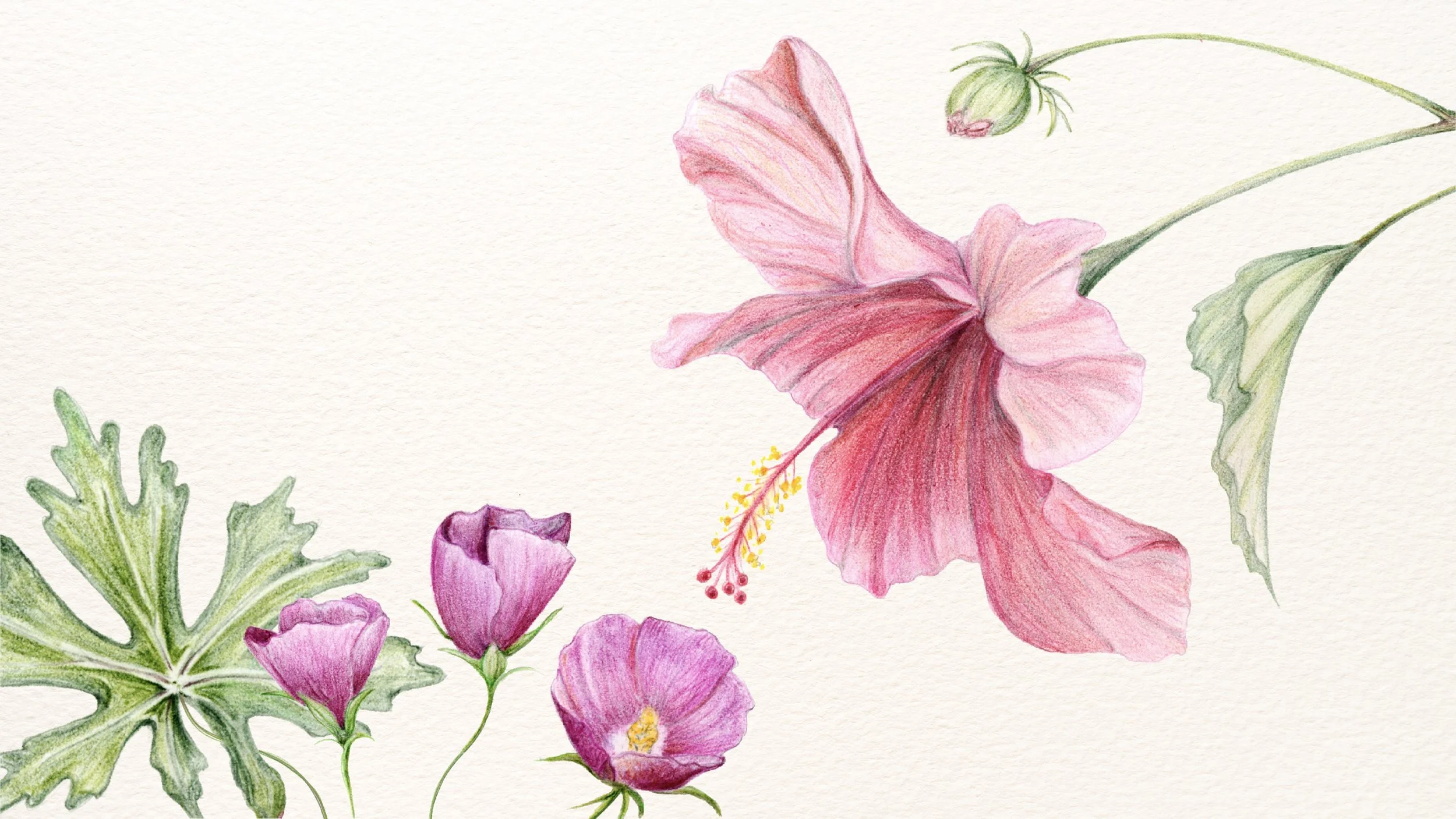 Malvaceae_051726_X.jpg