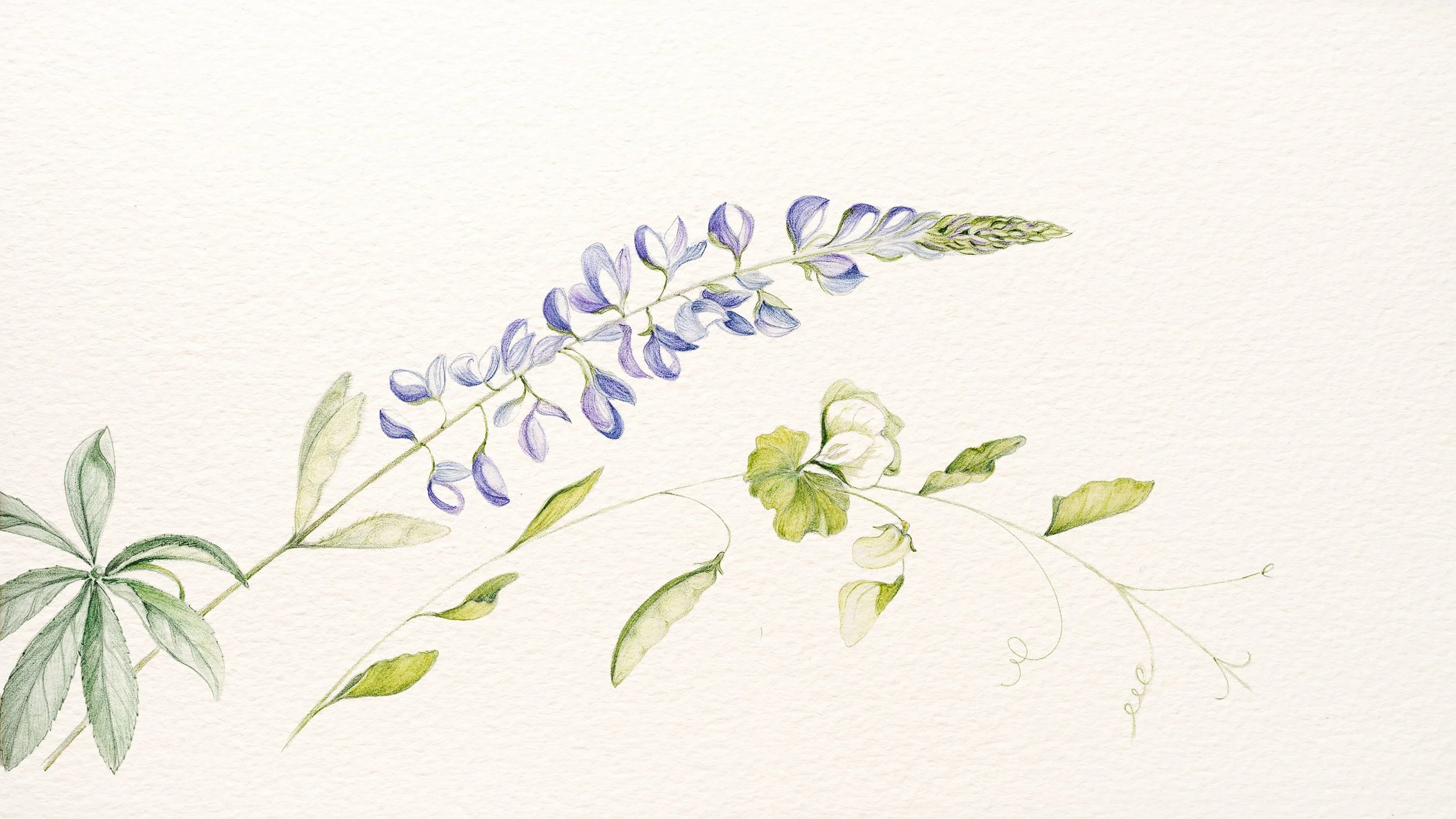 Bates_Valerie_Fabaceae1.jpg