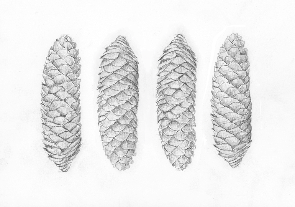 Pinecones4_1000.png