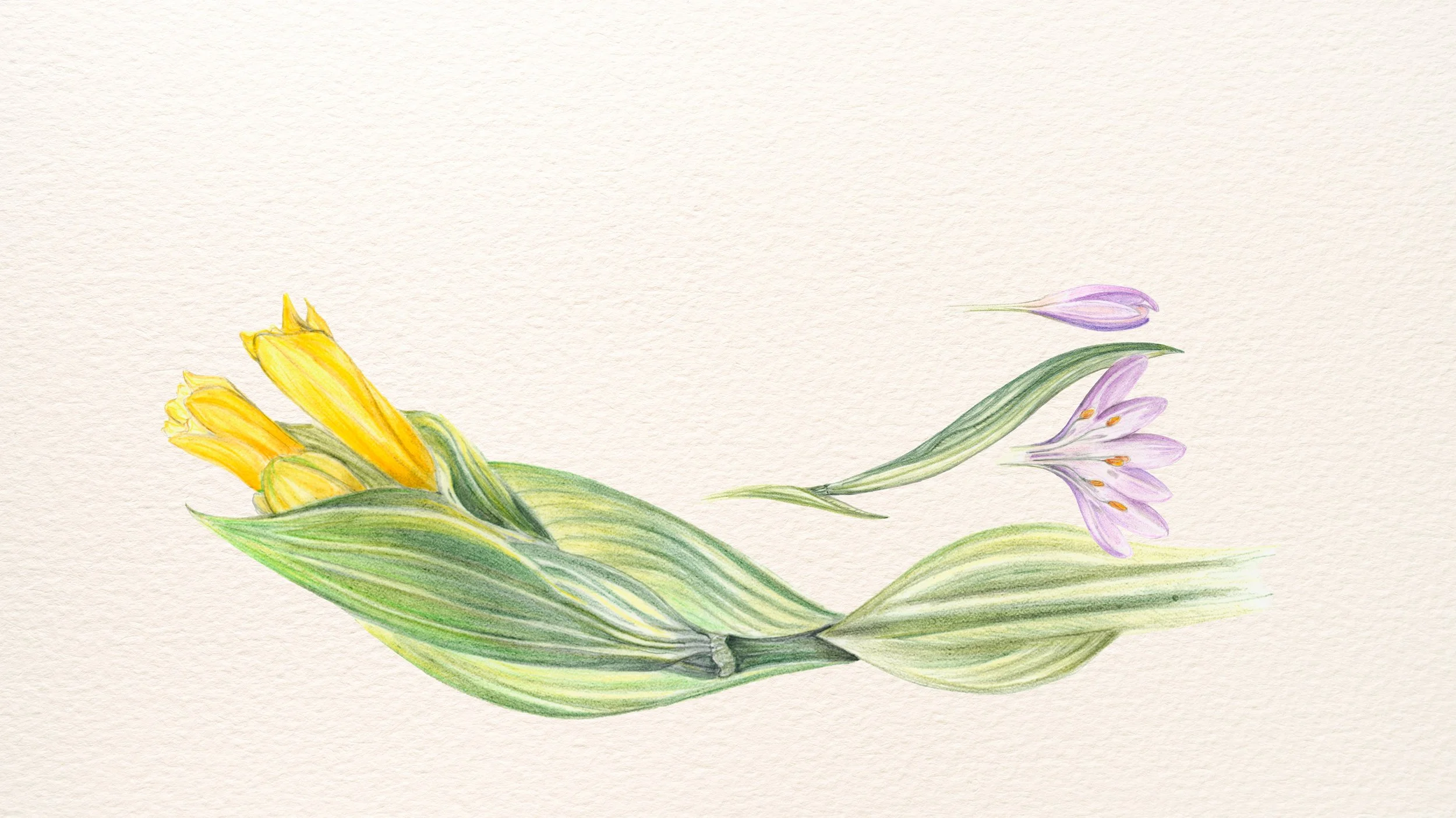 Bates_Valerie_Colchicaceae_50.jpg
