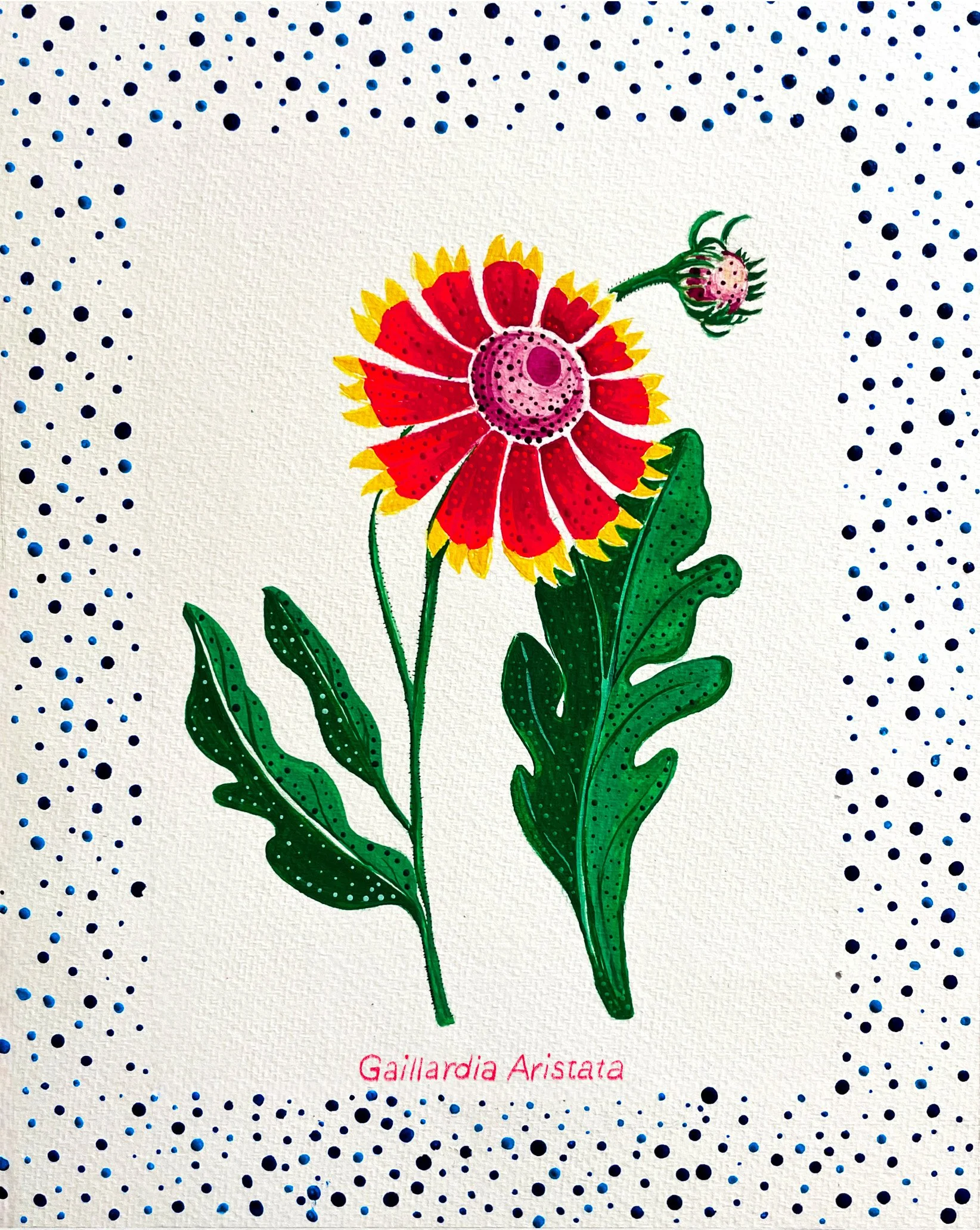 Gaillardia_White_FM copy.jpg