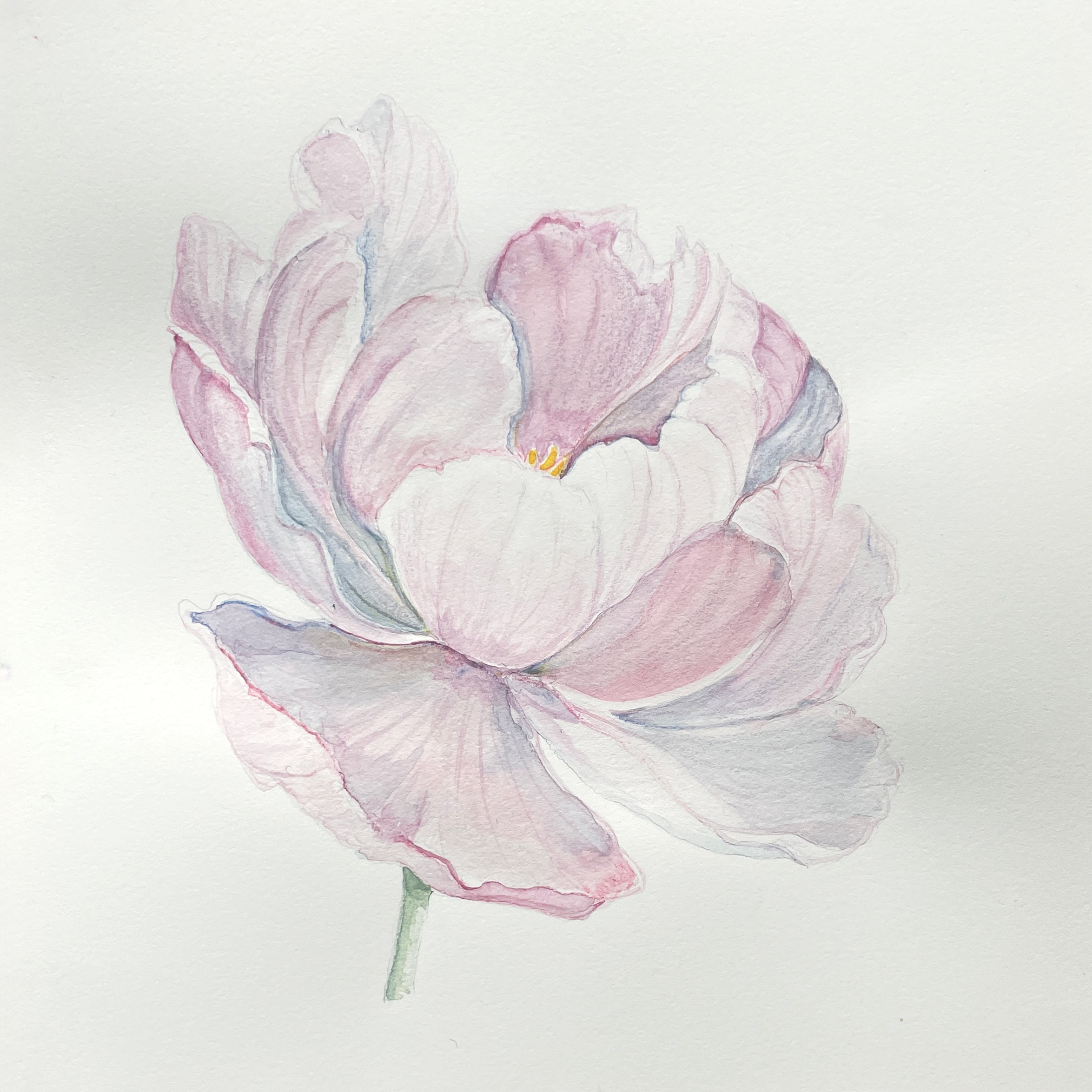 Peonie1.png