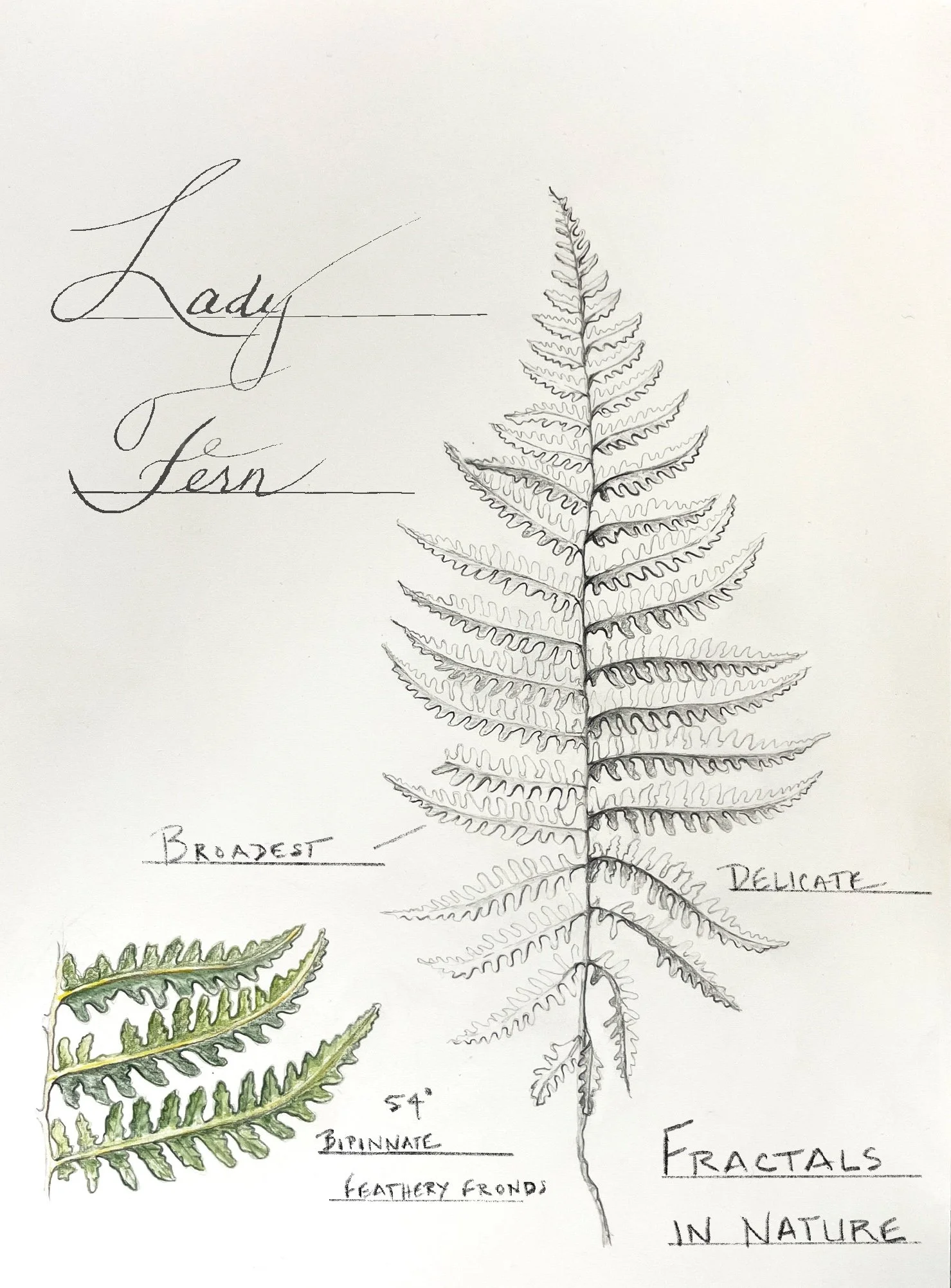 Fern study — pattern, repetition, scale