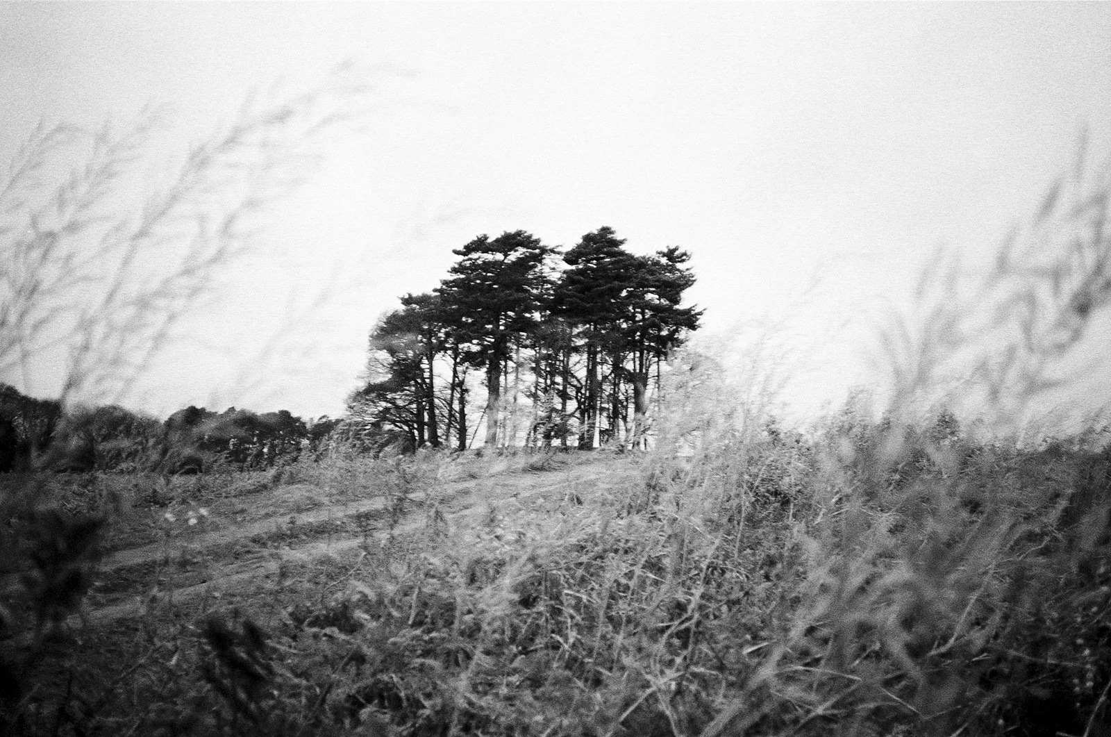 Film Photography_Mark Hanna_Web-13.jpg