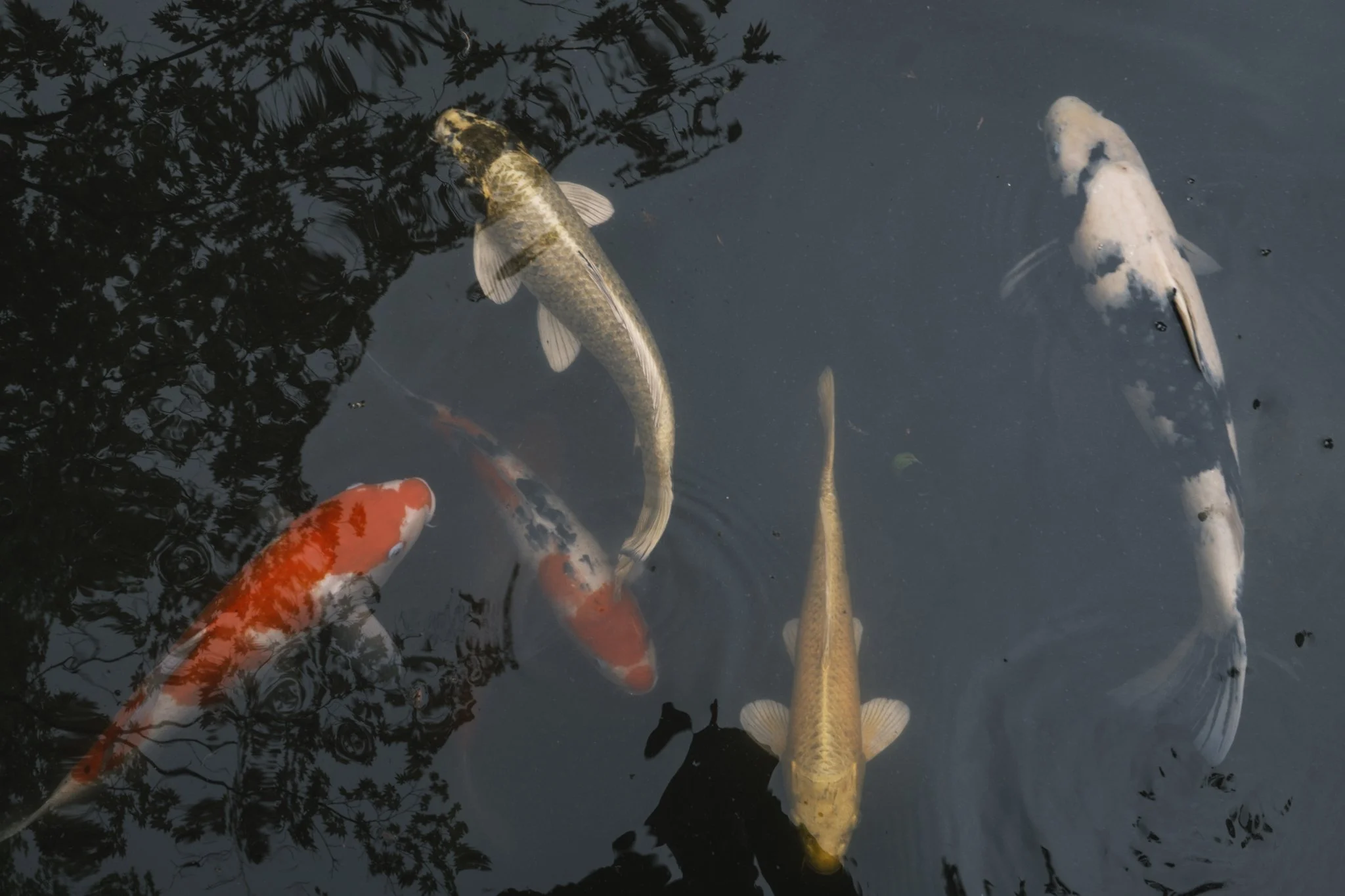 Japan_Mark Hanna_Web-19.jpg