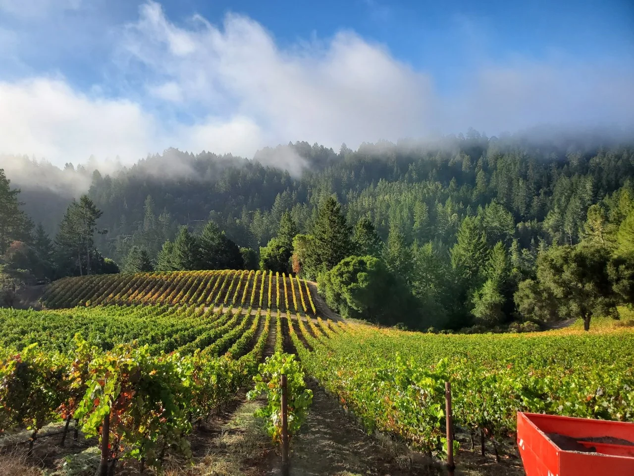 Vineyard with rows of grapevines on a hillside, lush green trees in the background, fog partially covering a forested mountain, and a partly cloudy sky.