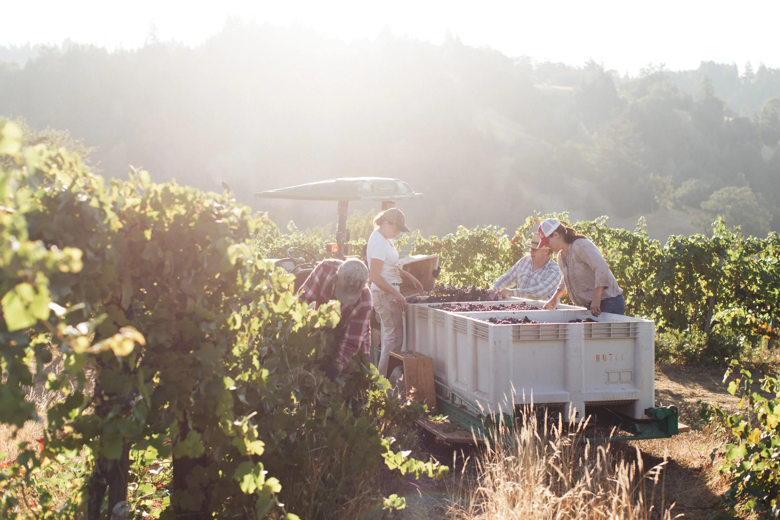 People harvesting grapes in a vineyard during sunset, with a tractor in the background.
