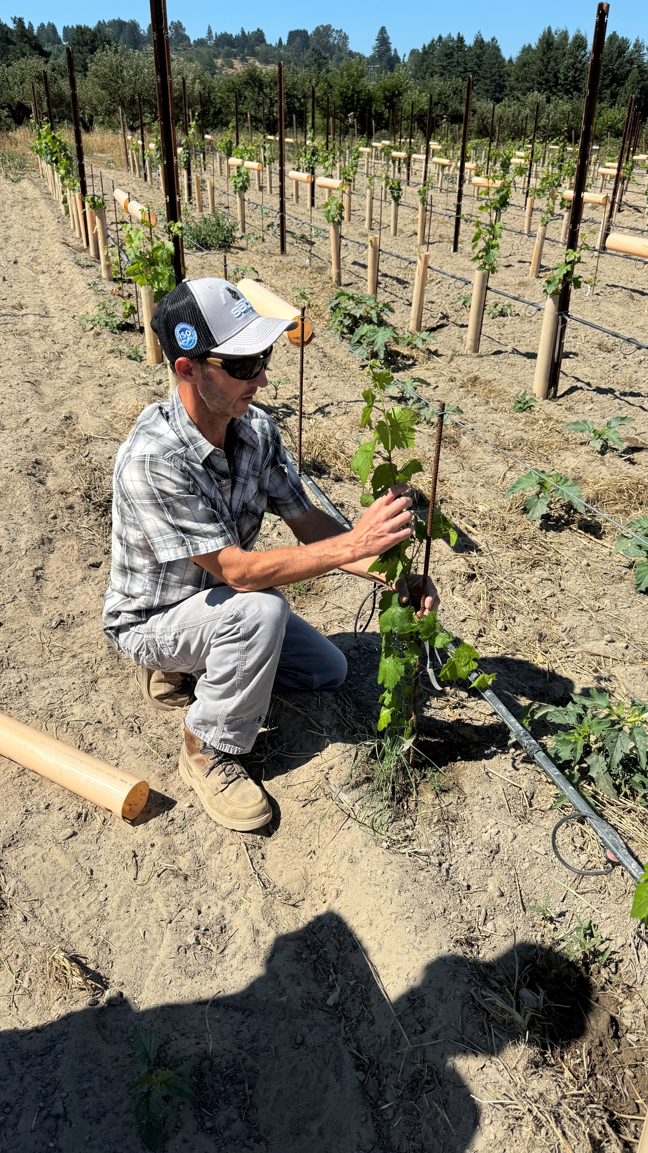 A man kneeling in a vineyard, tending to young grapevines supported by trellises under a clear blue sky.