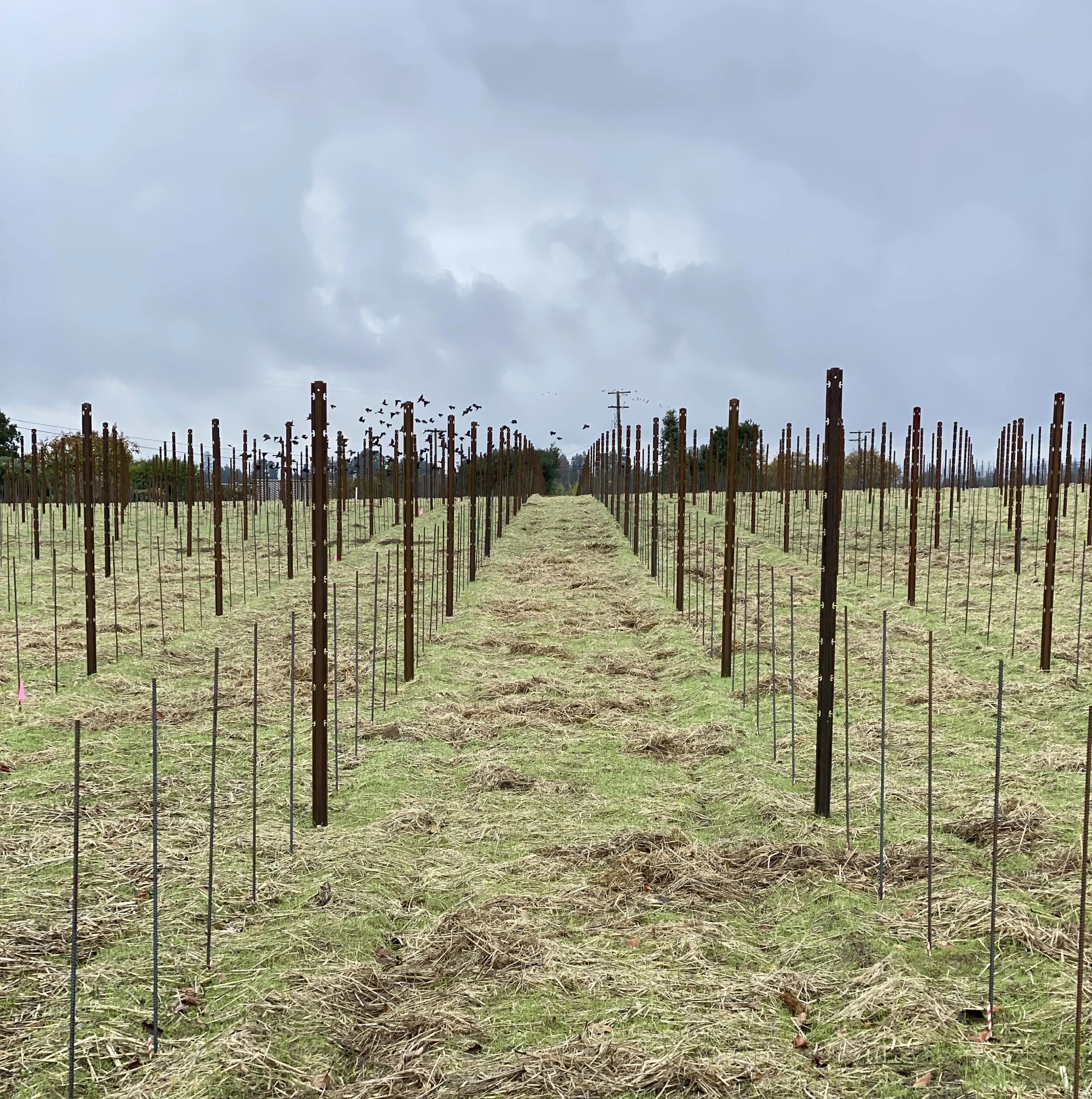 Young vineyard with metal posts and wires in a grassy field under cloudy sky.