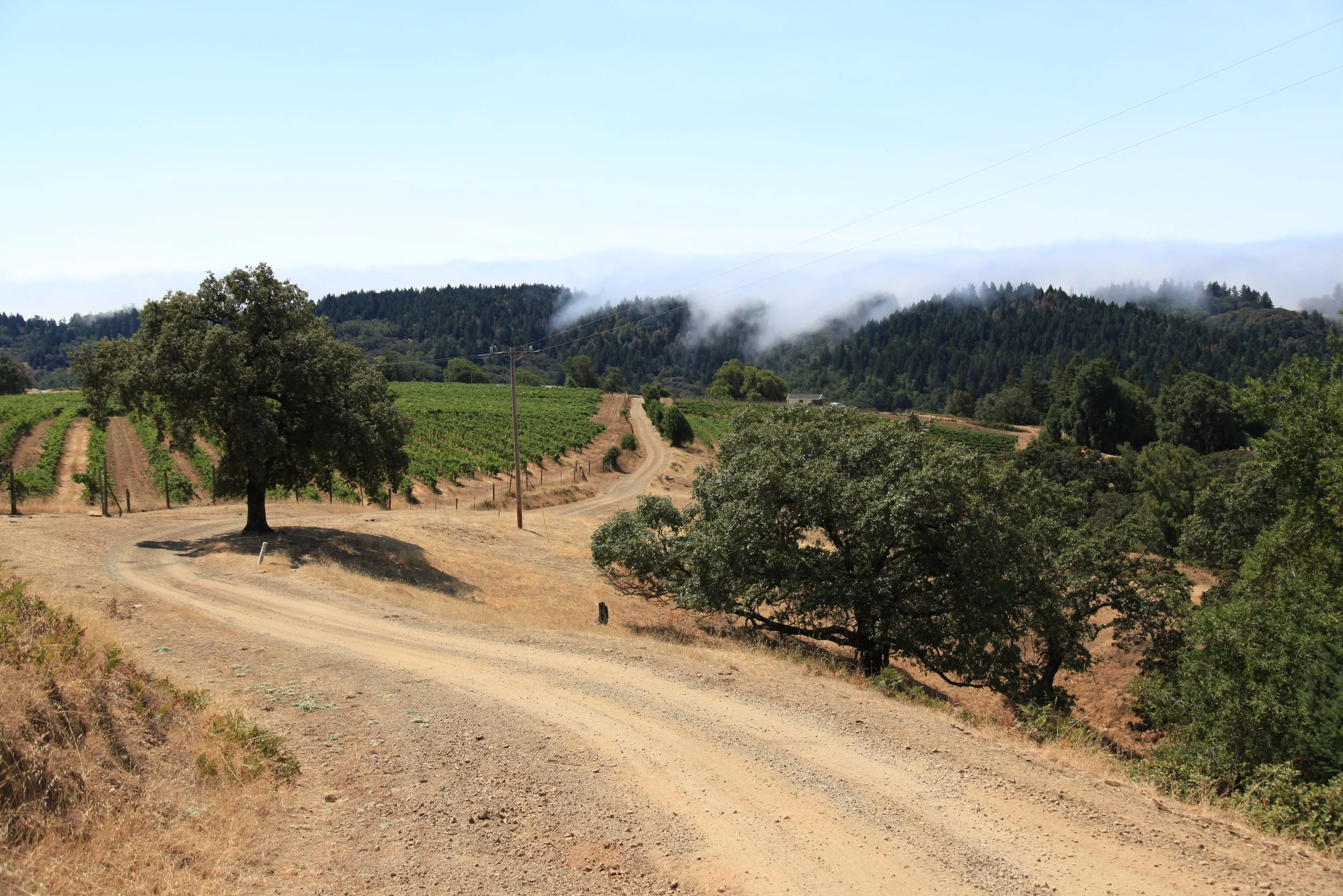 Dirt road winding through a rural landscape with trees and a vineyard, with forested hills and low clouds in the background.