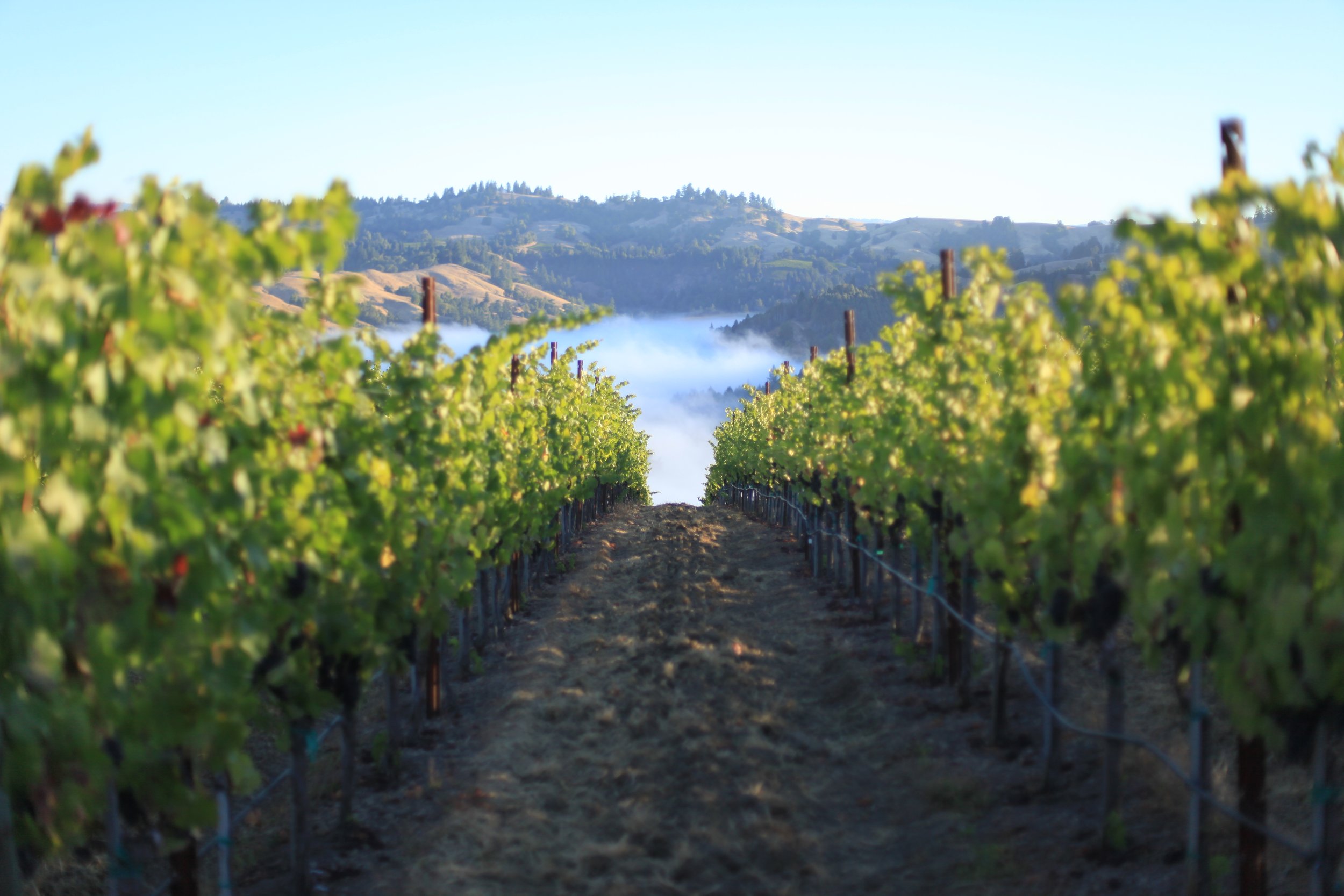 Sonoma Coast Vineyard Fog