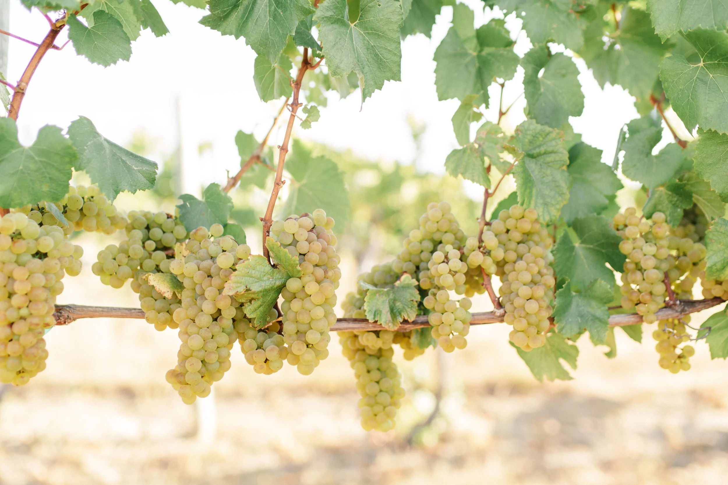 Cluster of white grapes hanging on a vine with green leaves.