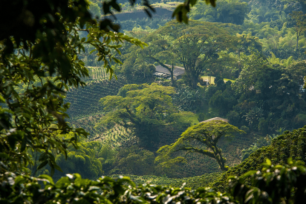 Colombian Cardamom: From Origin to Craft
