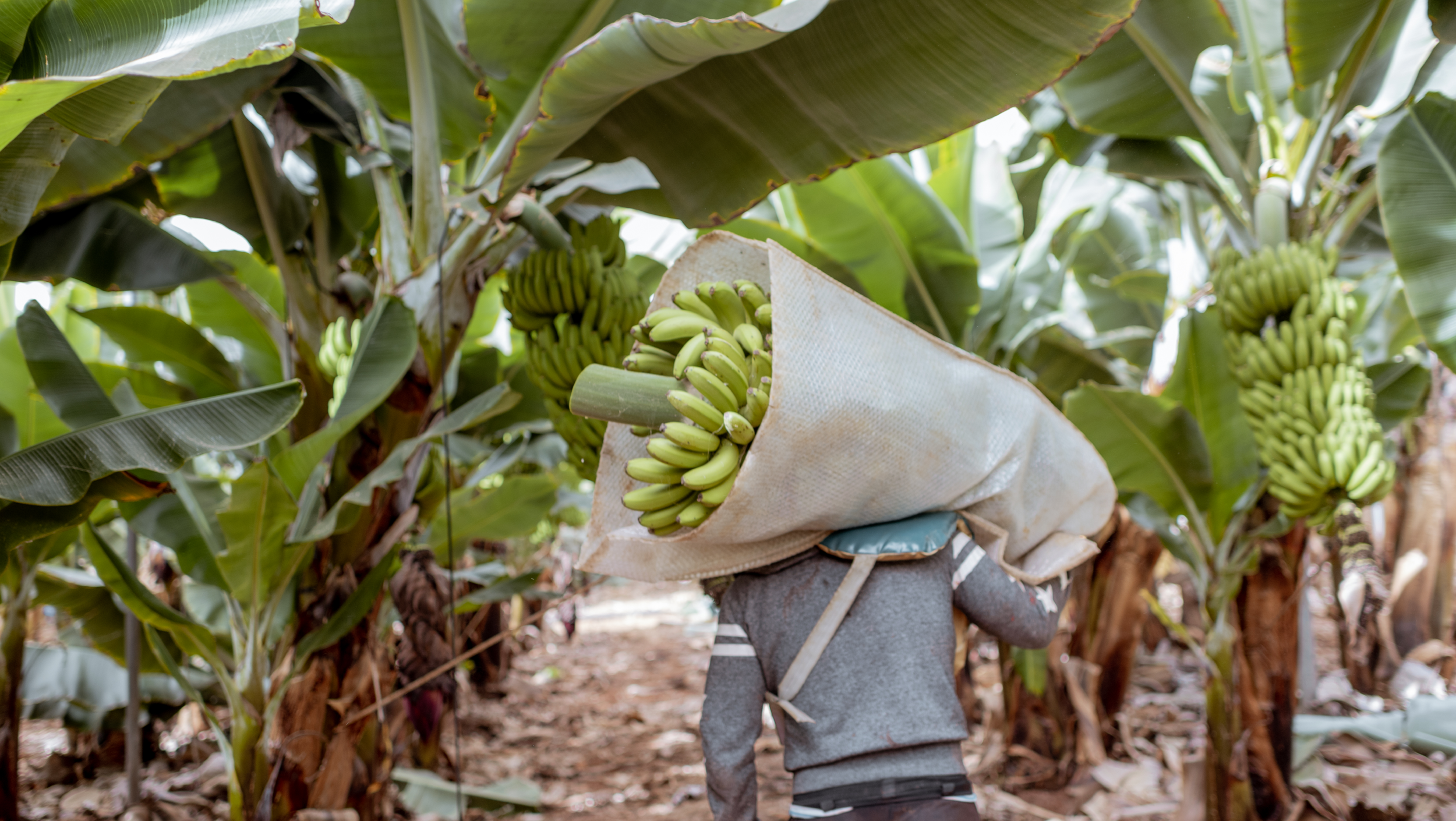 Child walking through a banana plantation carrying a large sack of bananas on their shoulder.