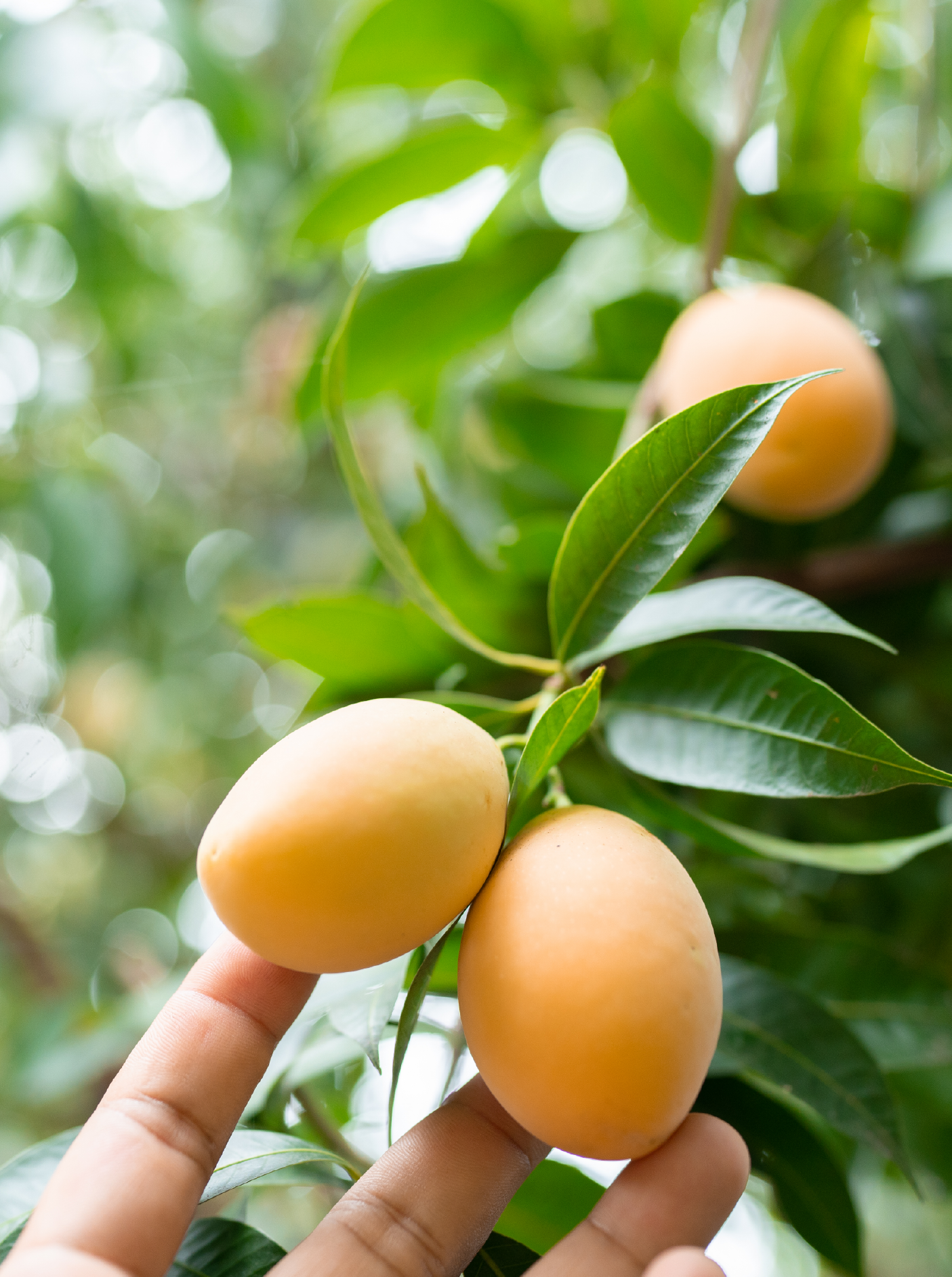 Close-up of a hand touching three yellowish fruits on a green leafy tree.