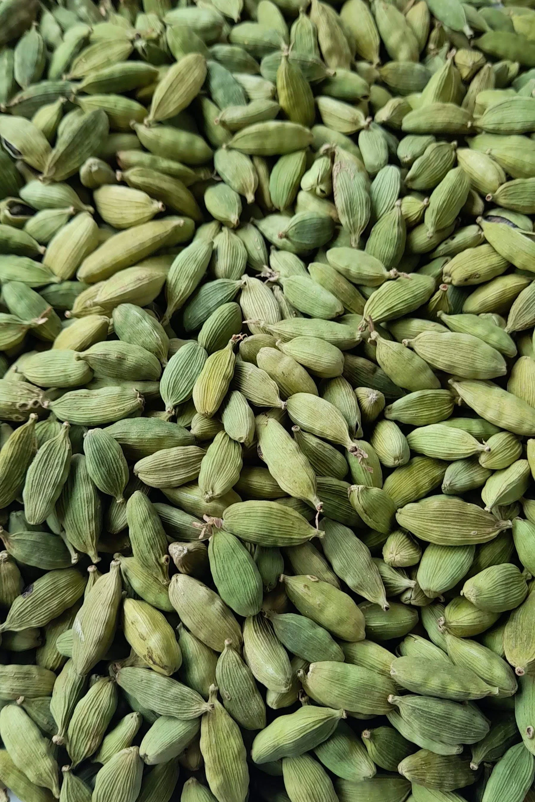 Cardamom