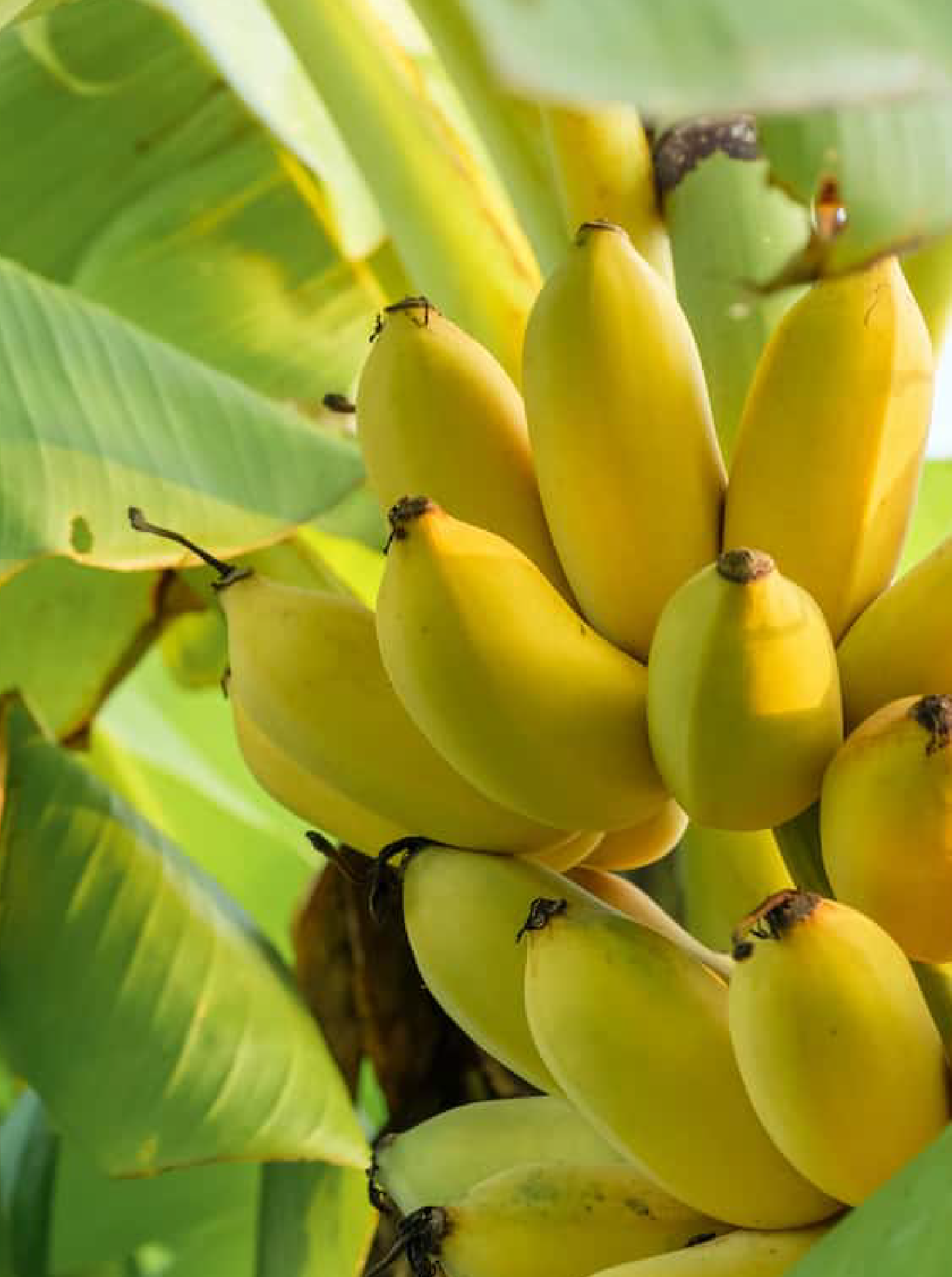 Cluster of ripe yellow bananas hanging from a banana plant with green leaves in the background.