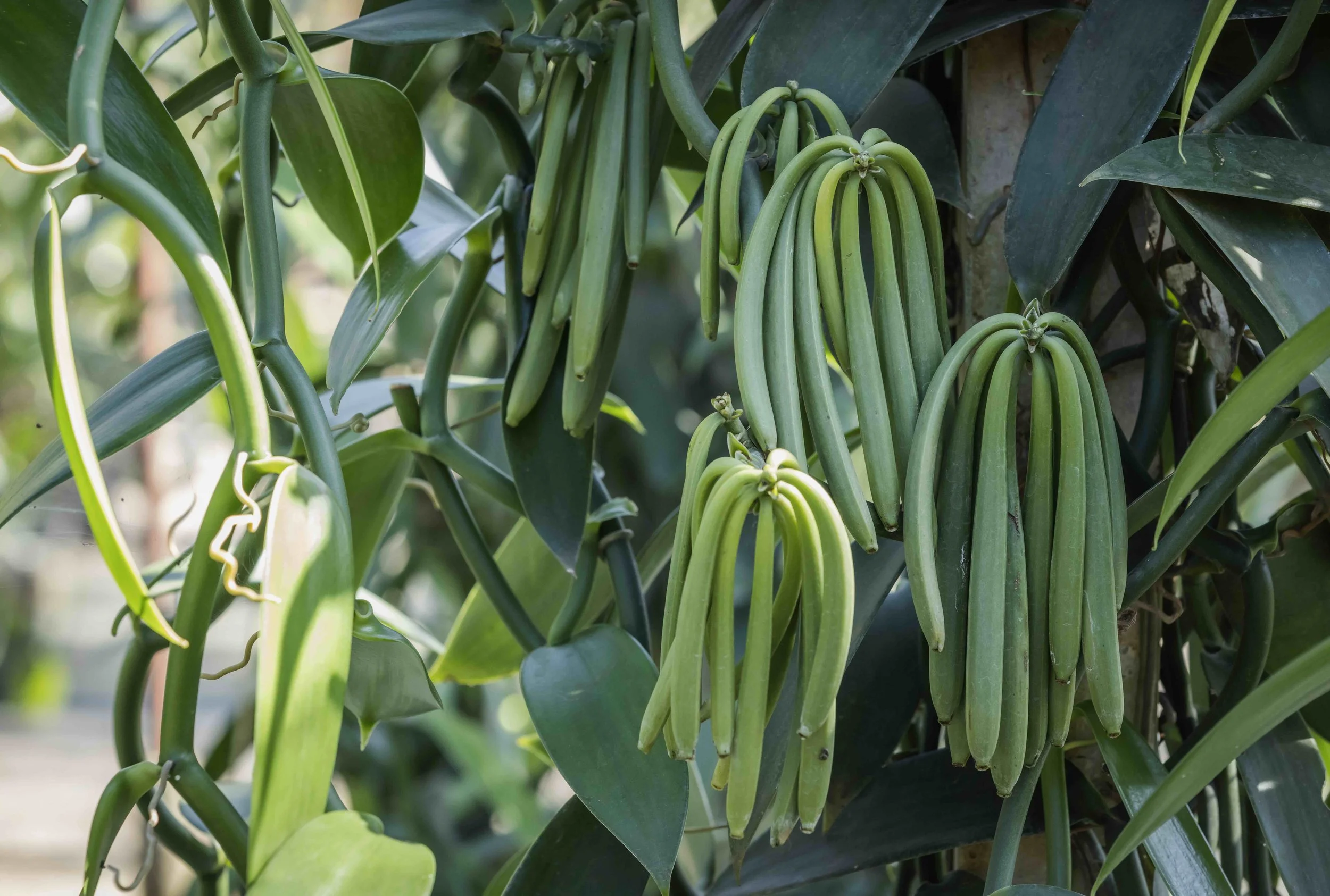 closeup-of-vanilla-plant-green-pod-on-plantation-2026-01-06-09-44-41-utc.jpeg