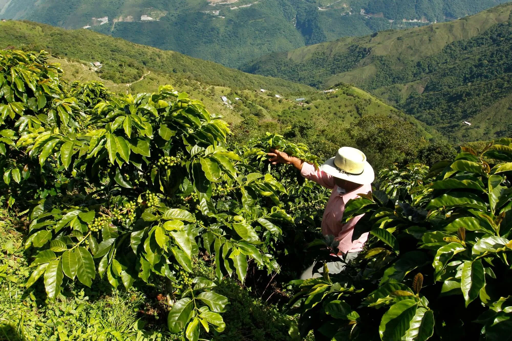 61e05b905dca018df8ee048f_Coffee Harvest Colombia.jpg