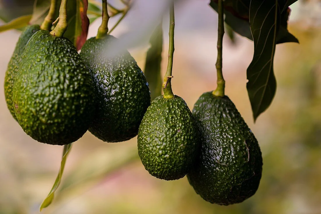 Four ripe avocados hanging from a branch with green leaves.