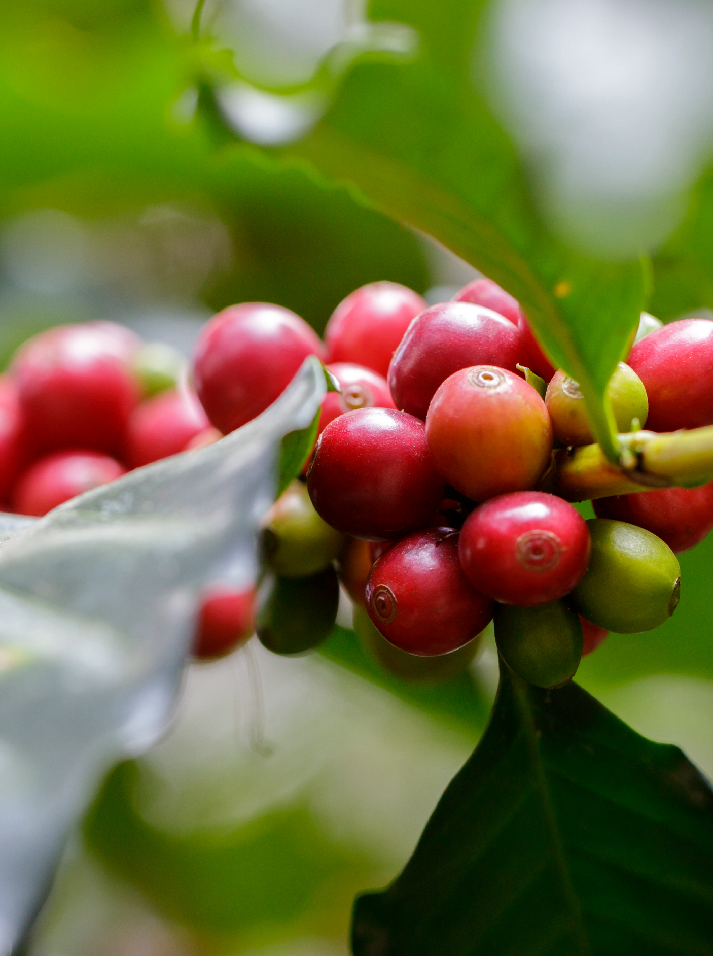 Close-up of coffee cherries, some red and some green, on a coffee plant with green leaves in the background.