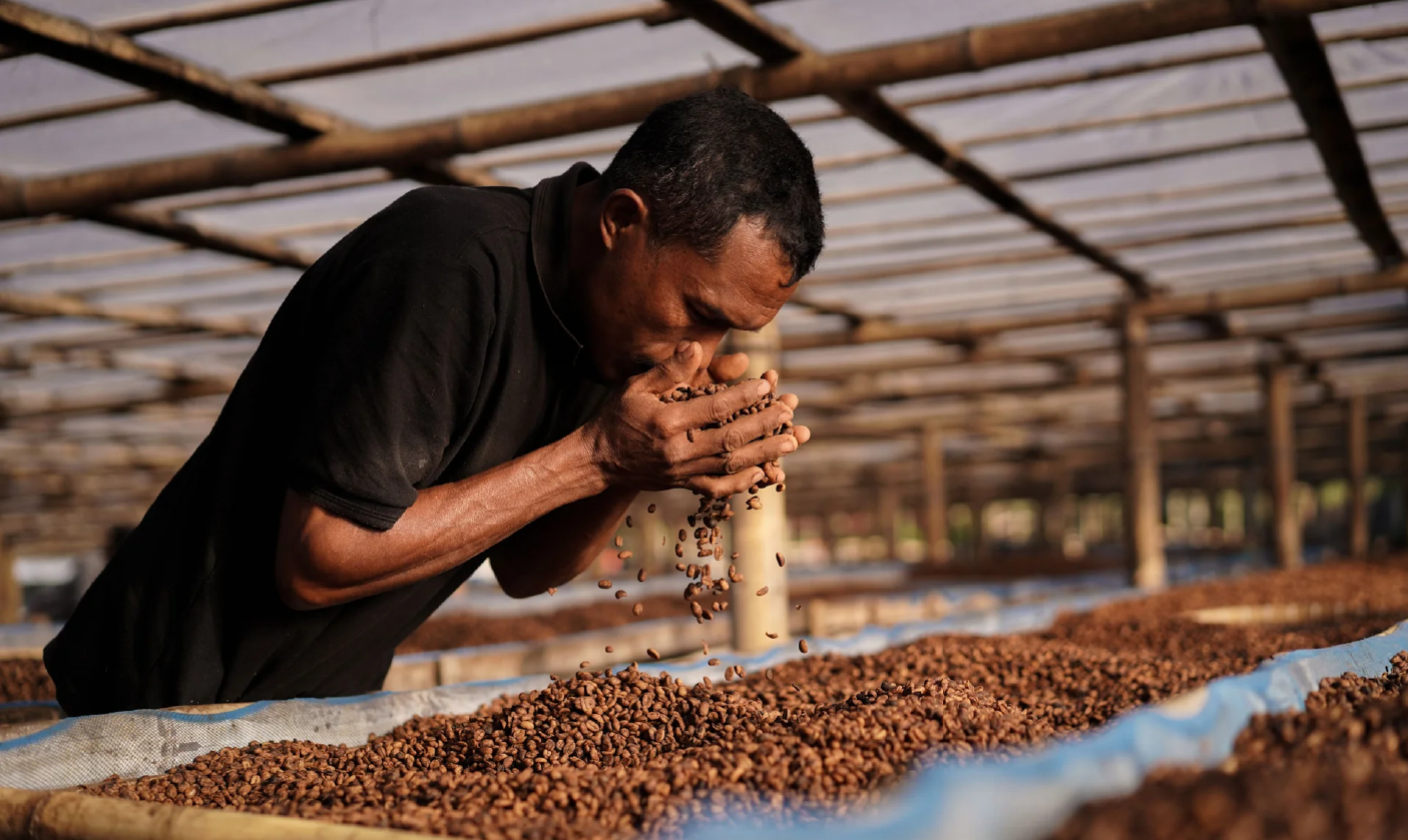 A man in a black shirt is inspecting and blowing on coffee beans in a large dry processing area with a wooden framework overhead.