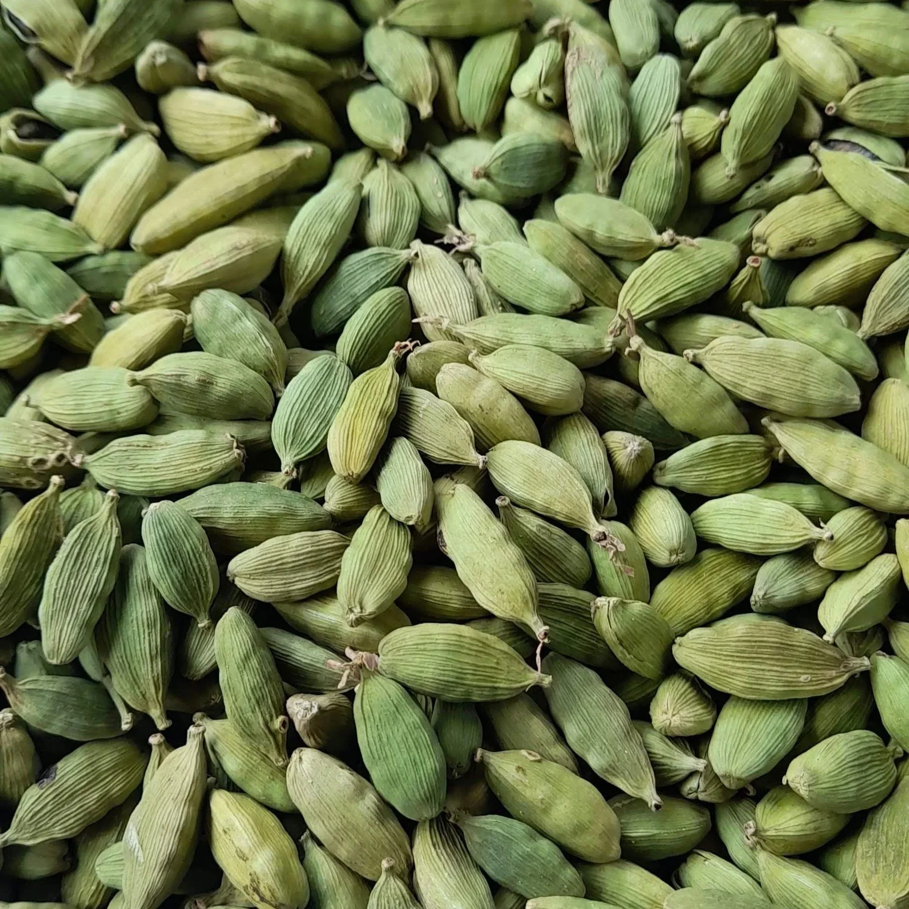 Cardamom