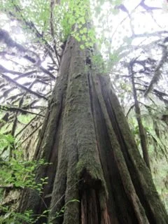 Tall, ancient tree in a forest with green foliage and a thick trunk.