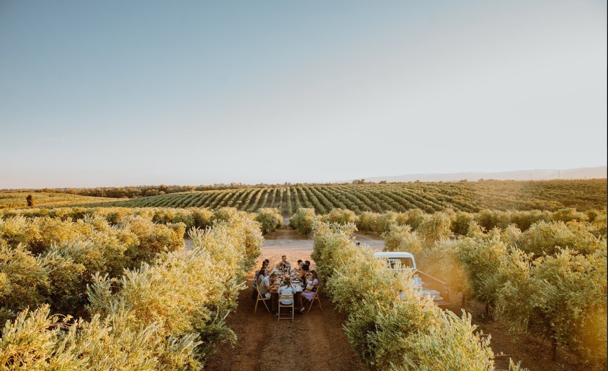 Velluto Events Co. Corporate Event - People enjoying a meal together at a table in the middle of a lush vineyard during sunset.