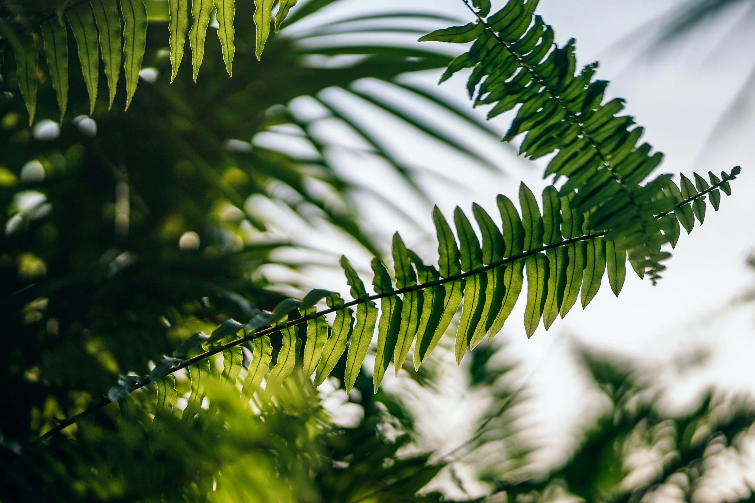 Close-up of green fern leaves with sunlight shining through.