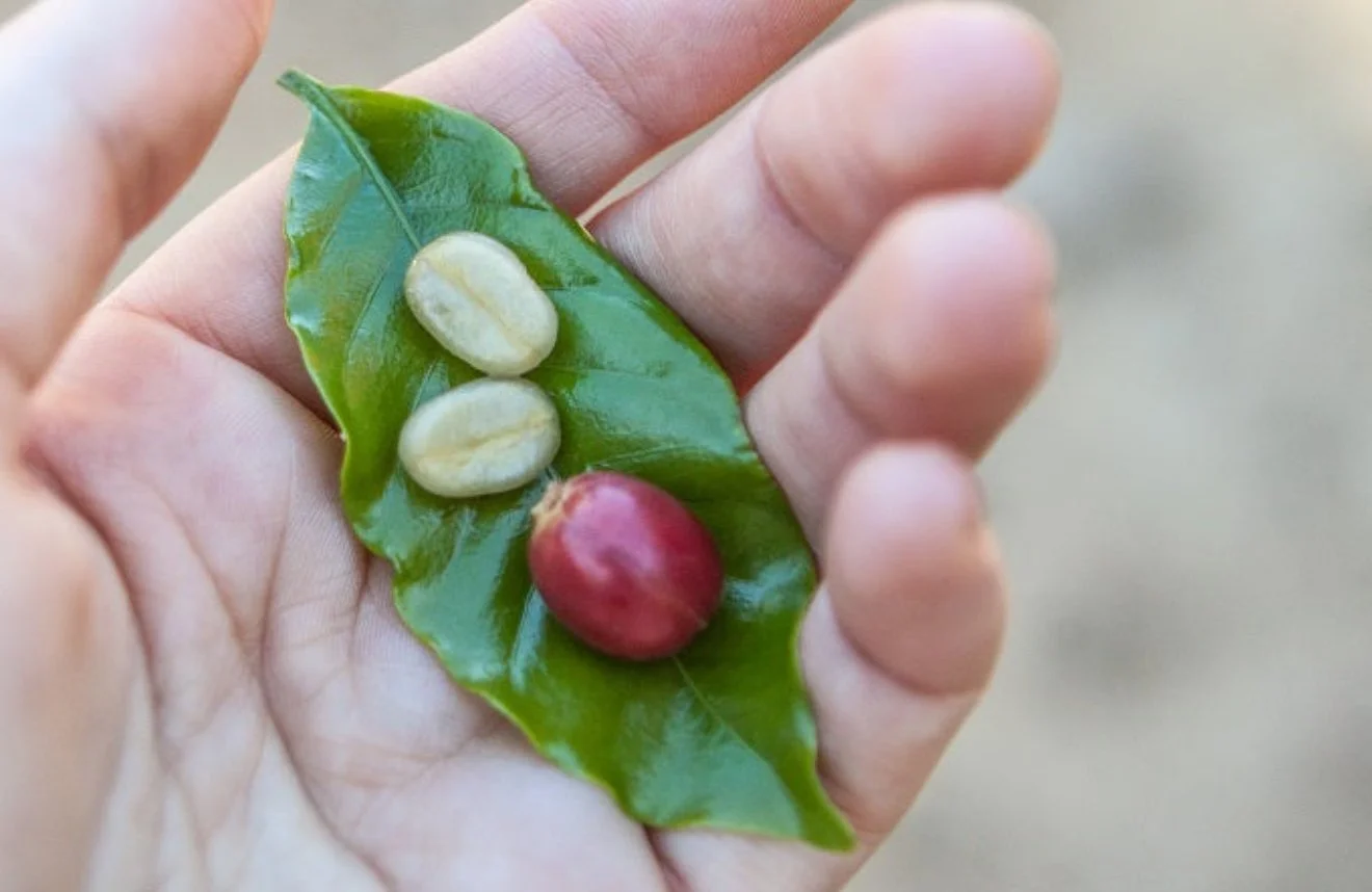 Close-up of a hand holding a green leaf with two green coffee cherries and one red coffee cherry.