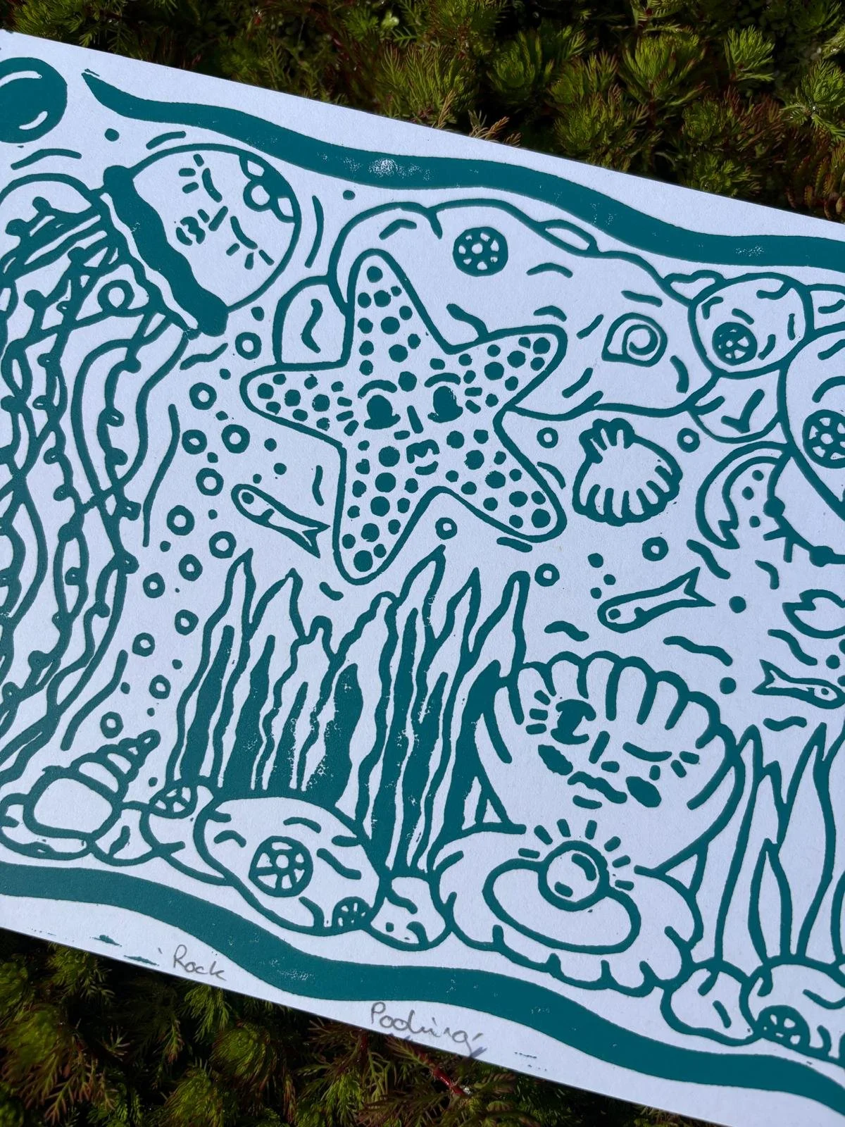 Rock Pooling 1 - Closeup.jpeg