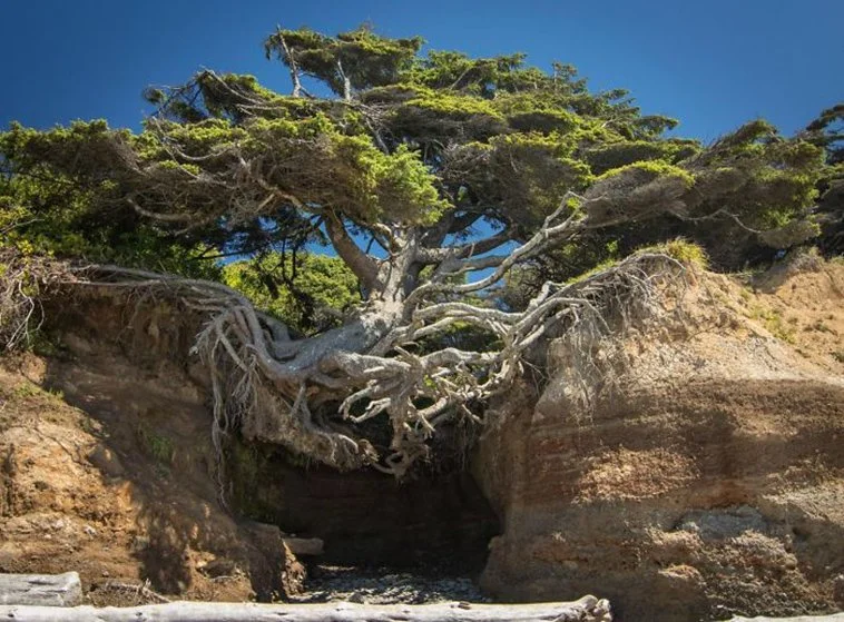 A large, windswept tree growing on the edge of an eroded cliff with exposed roots and branches extending over a gap, set against a clear blue sky.